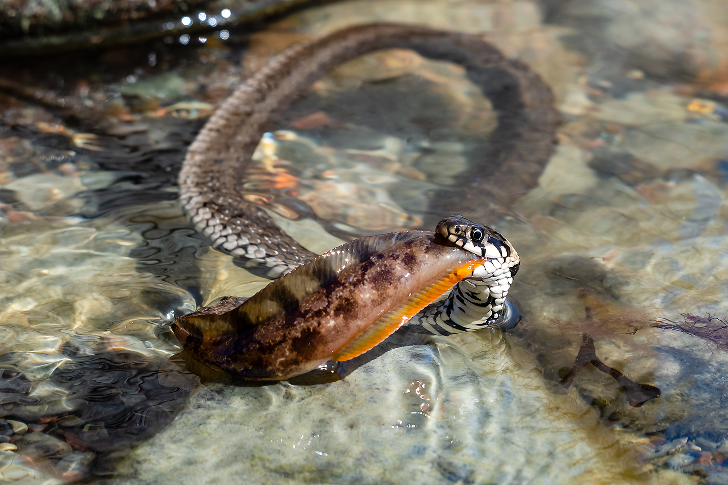 , Абросимов Александр