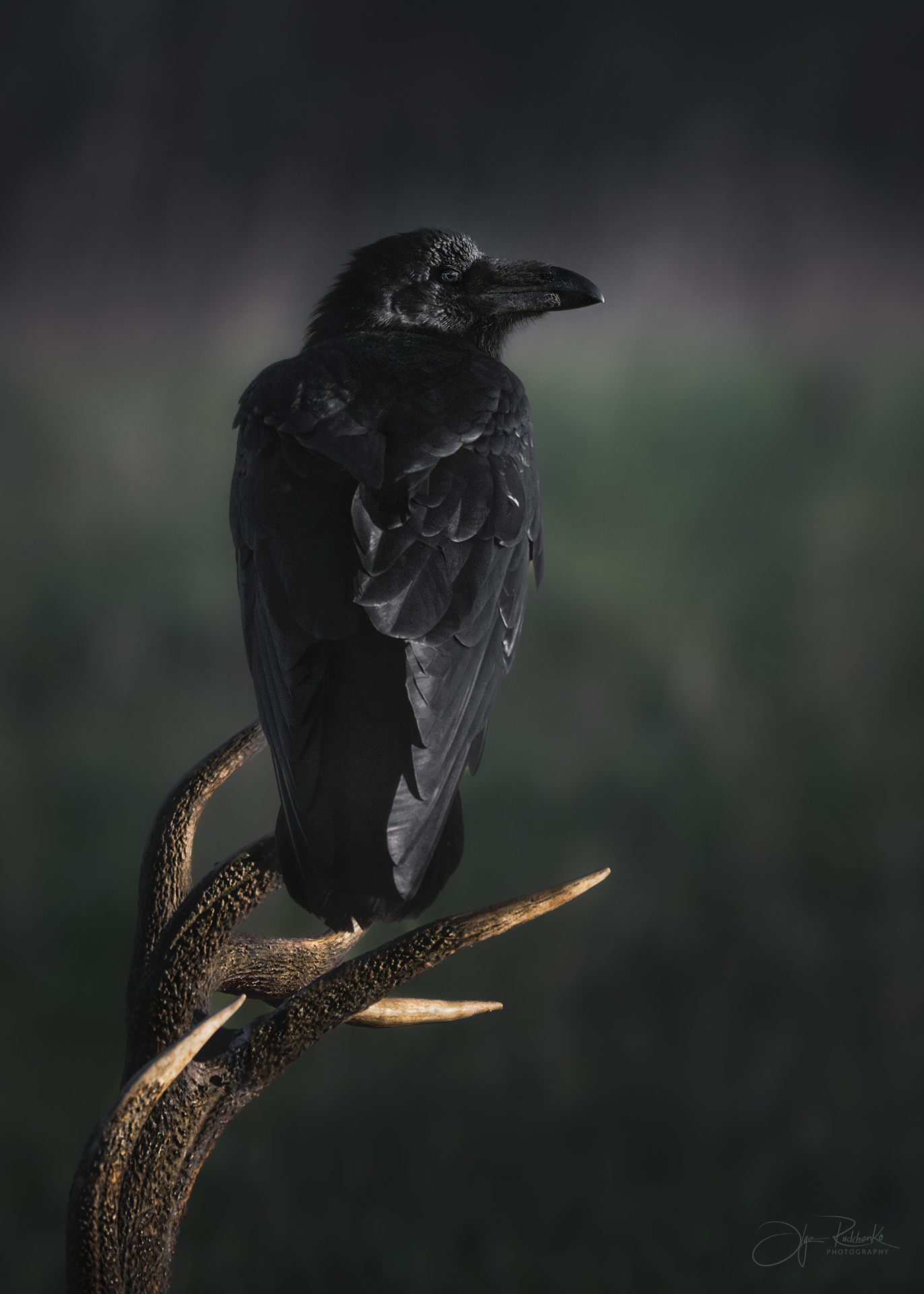 олень, беларусь, гон, deer, rut, осенний гон, красный бор, олени, осень, рассвет, red deer, туман, беларусь, красный бор, ворон, Рудченко Ольга