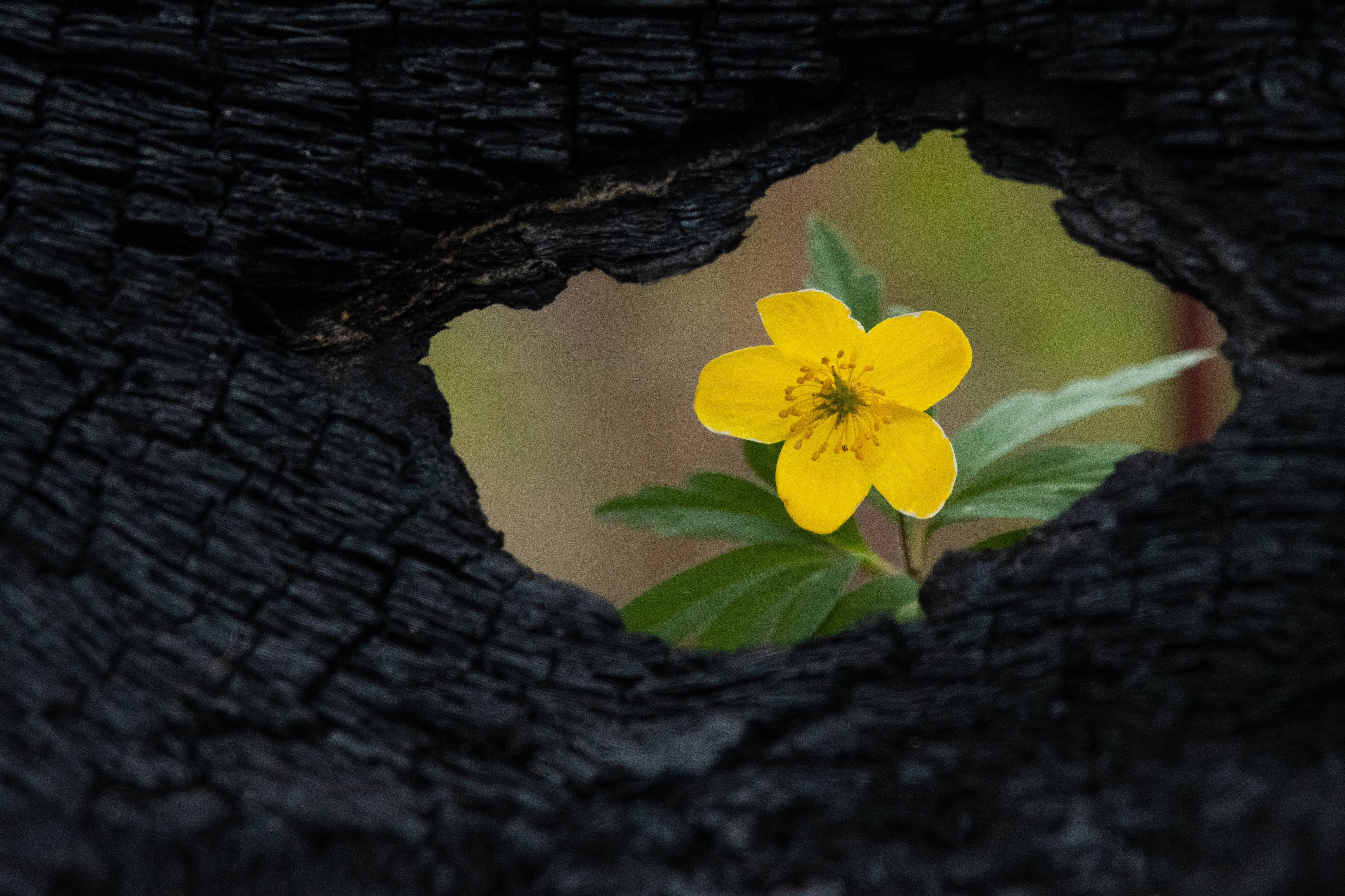 , Калиногорский Юрий