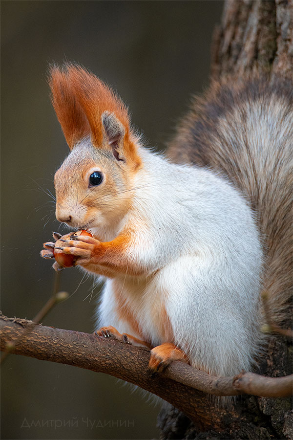 , Чудинин Дмитрий