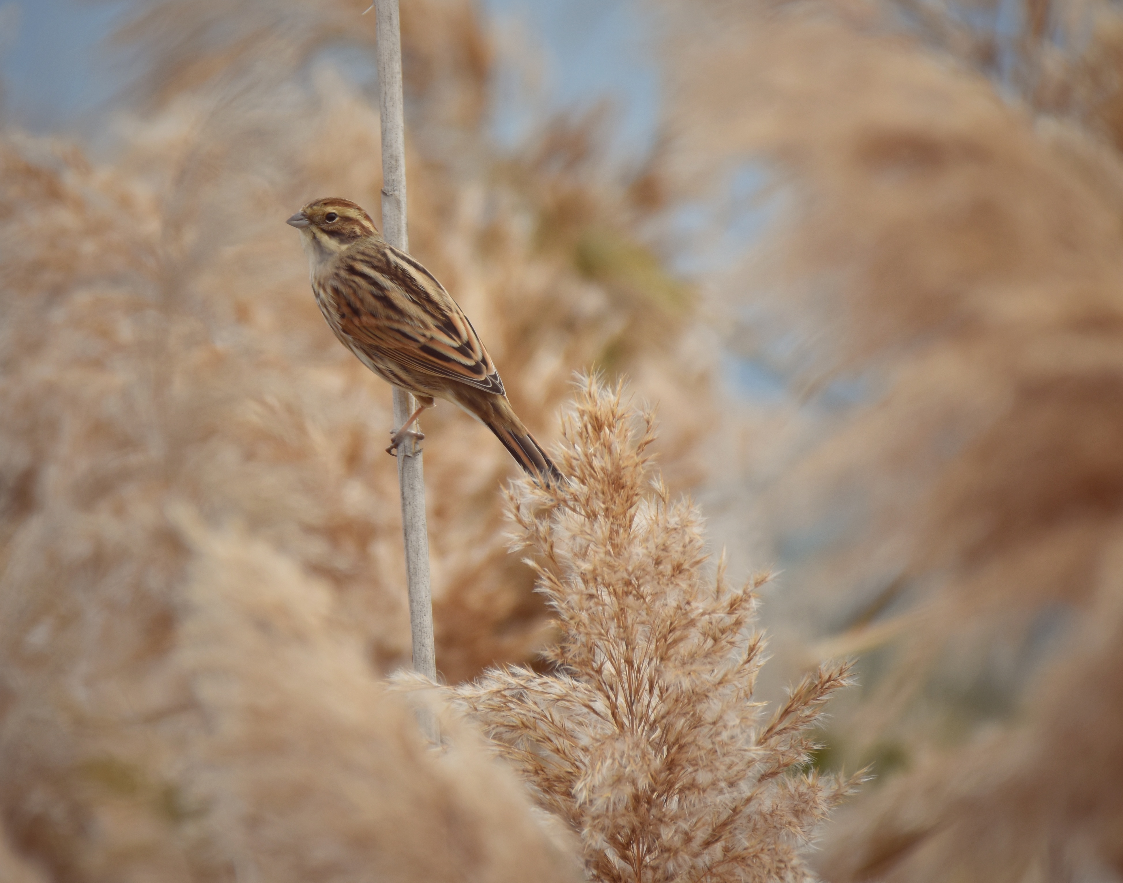 , Герчев Николай
