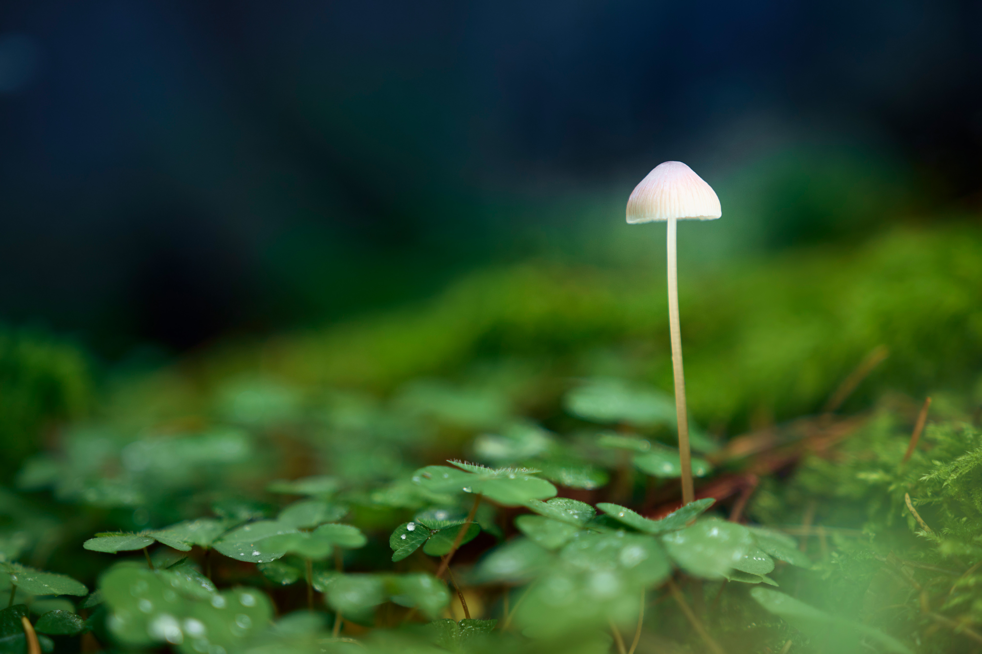 гриб, Валерий Вождаев