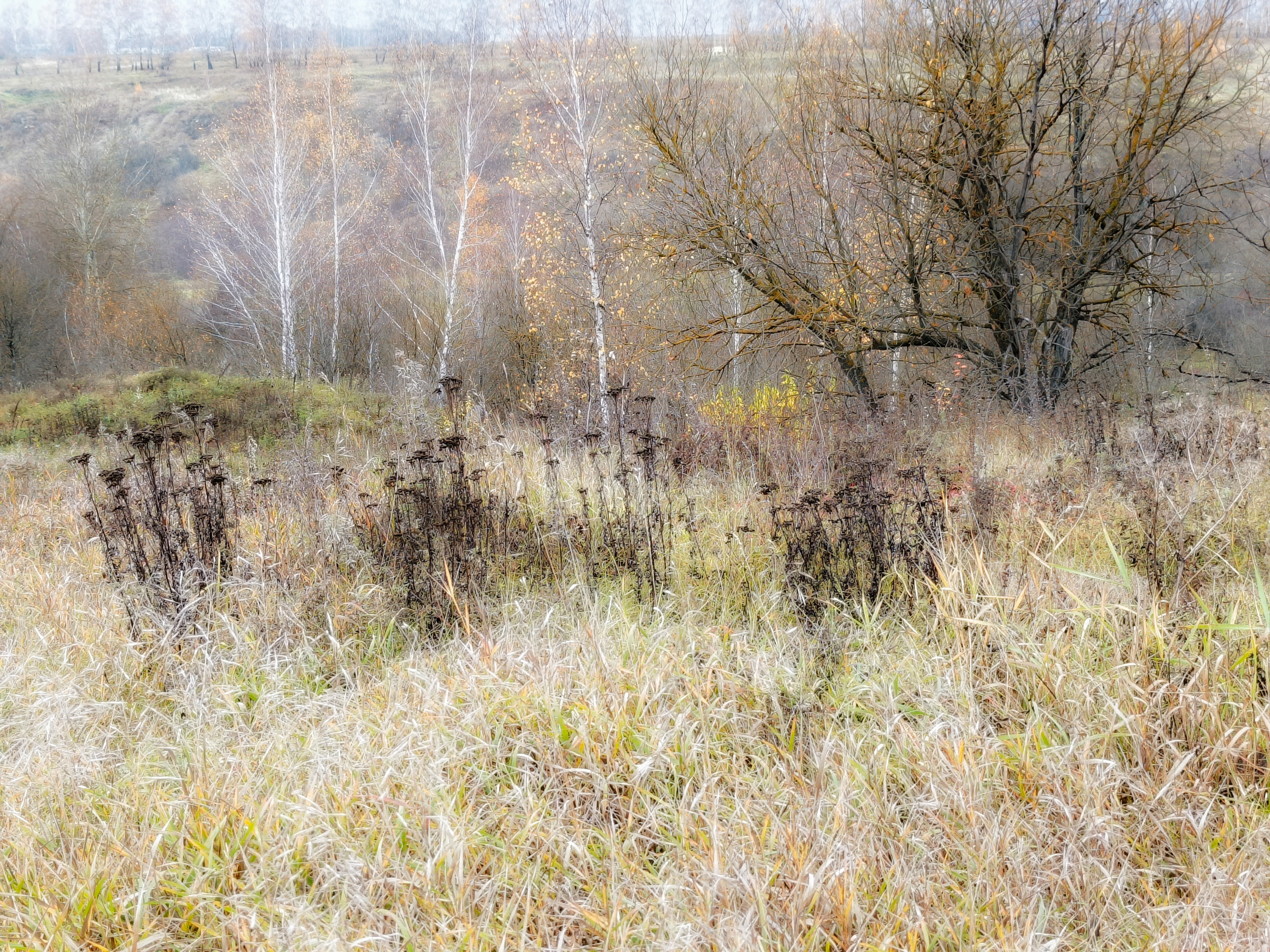 , Кондрашова Светлана