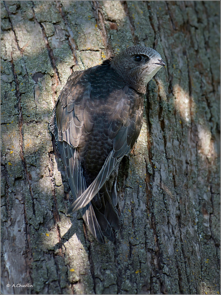птица,стриж,молодой, Александр Чувилин