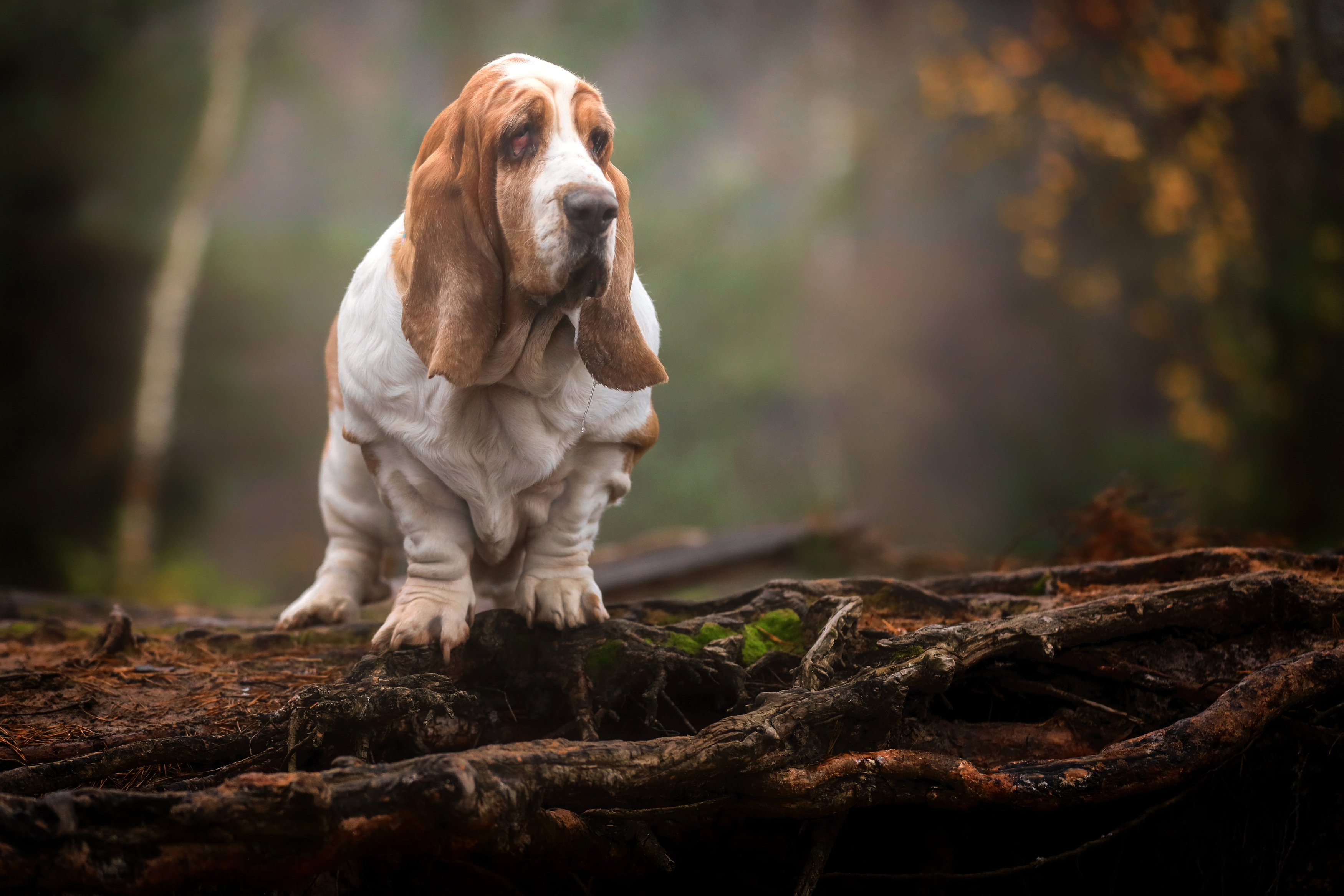 , Андрей Ершов