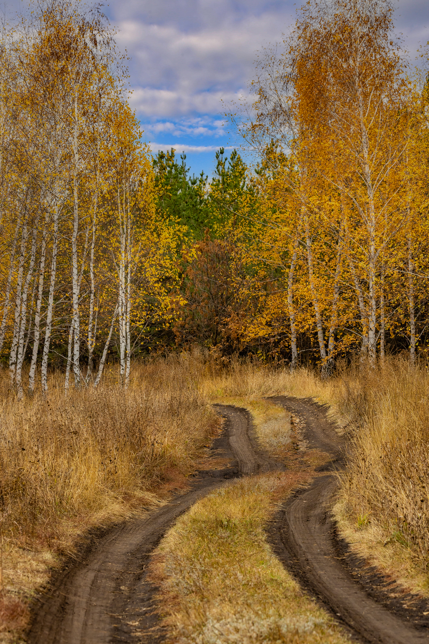 природа, осень, грунтовка, березы, Подосинников Максим