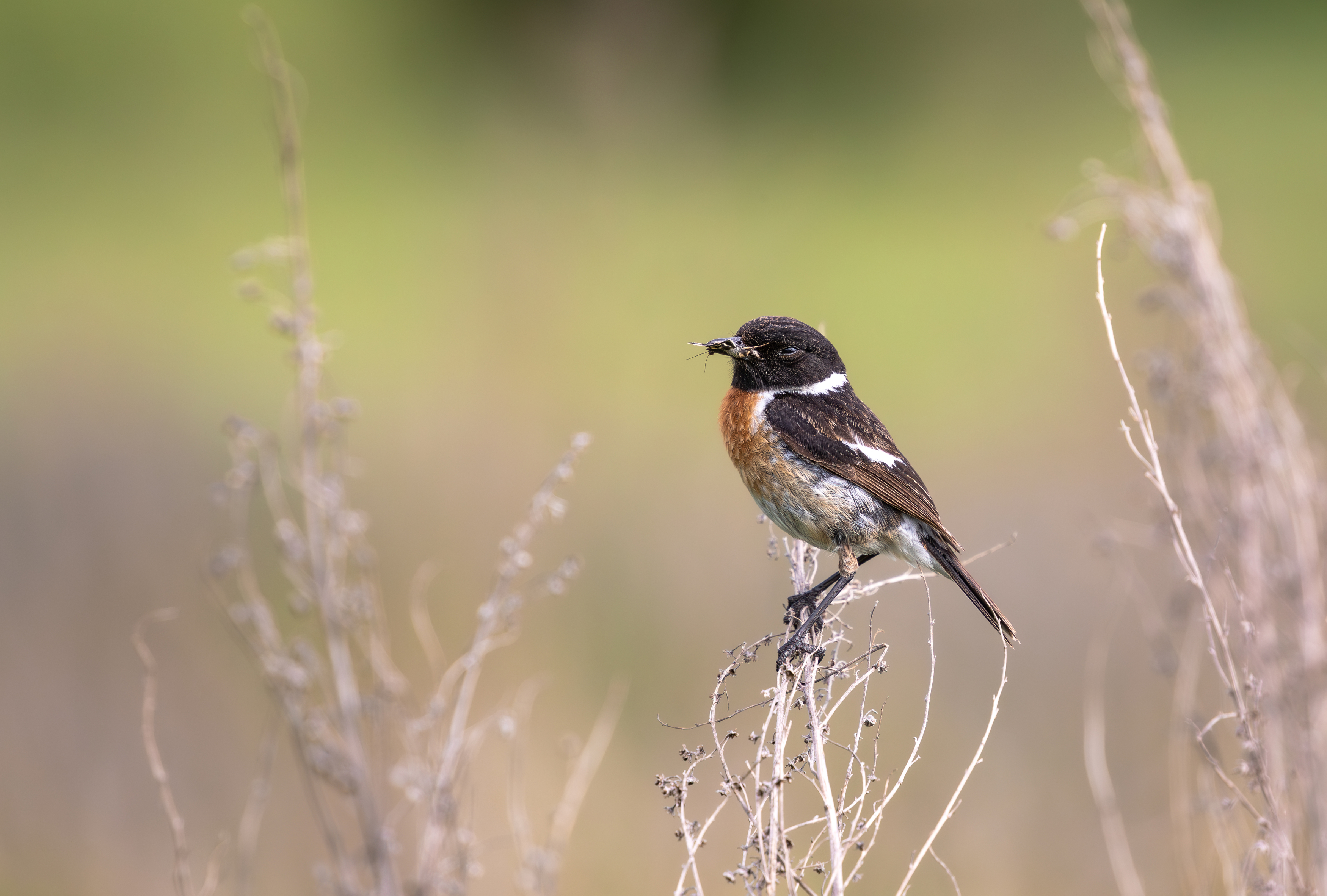 , Веревченко Михаил