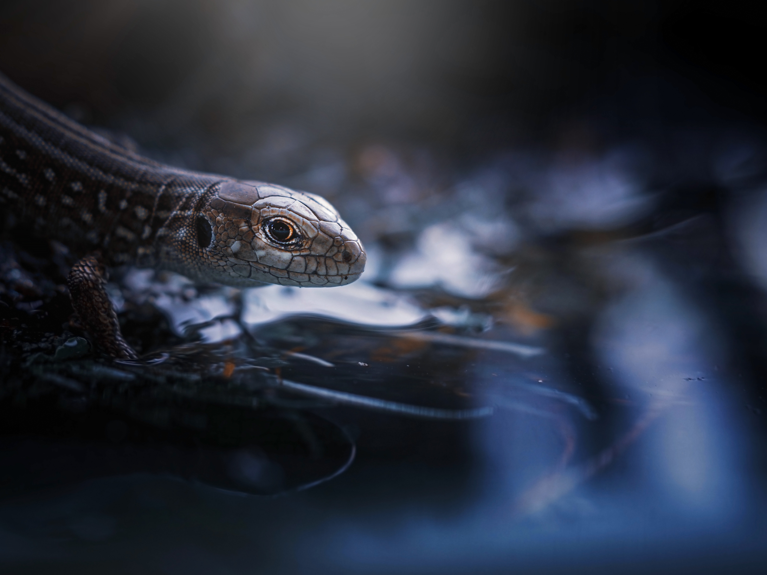 , Лапшина Владлена