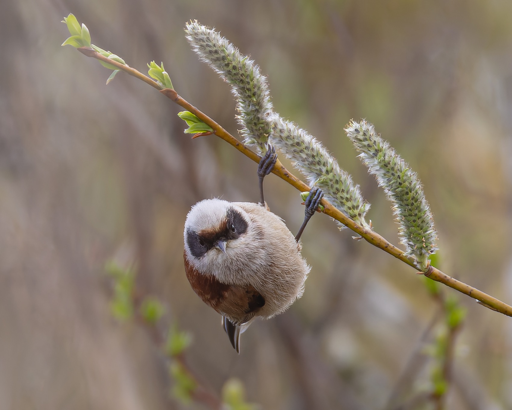 ремез, птицы, Ruslan Pl