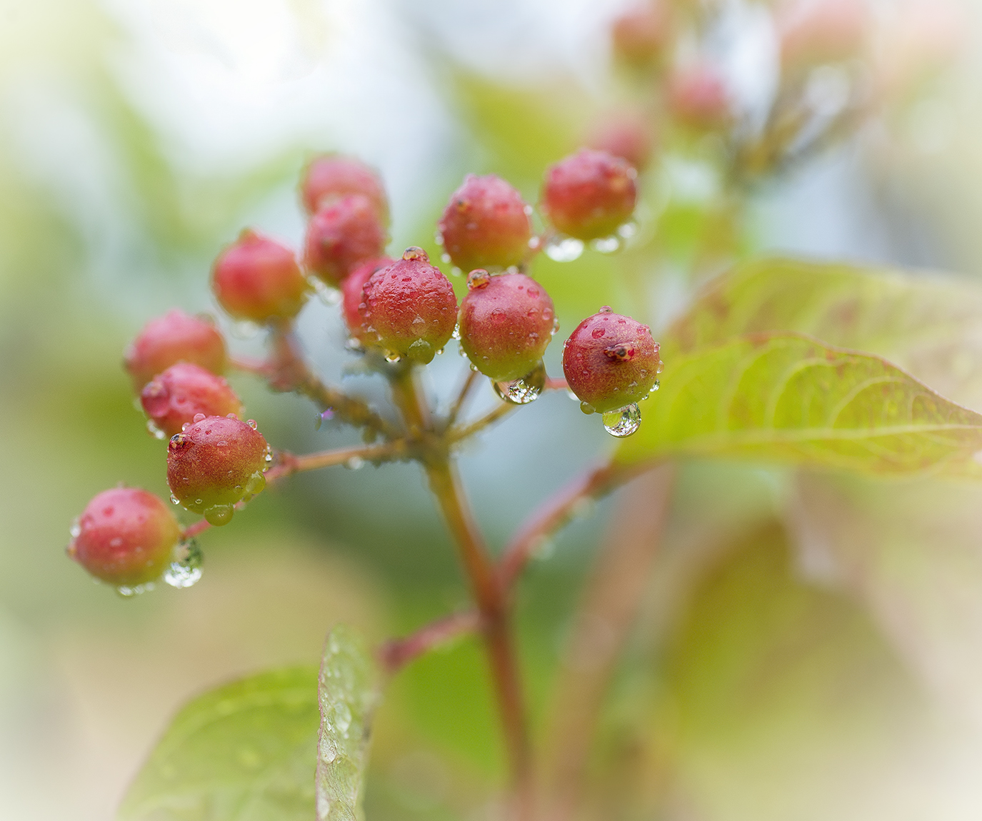 , Сергей Аникин