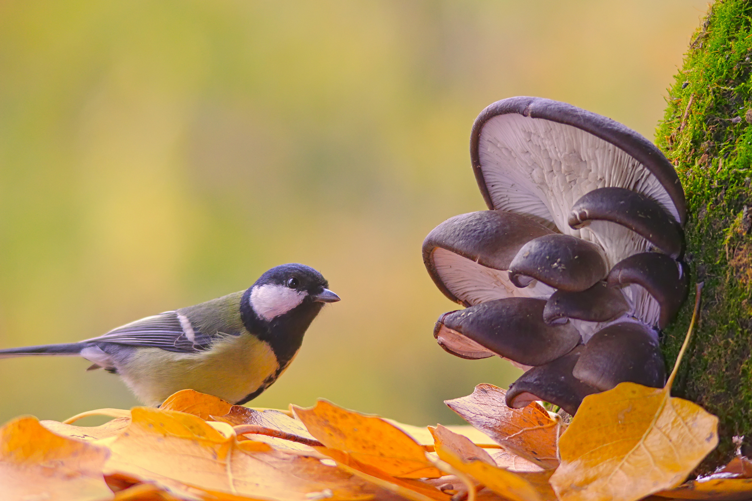 вёшенка устричная, pleurotus ostreatus,  большая синица, parus major,, sergey izoya