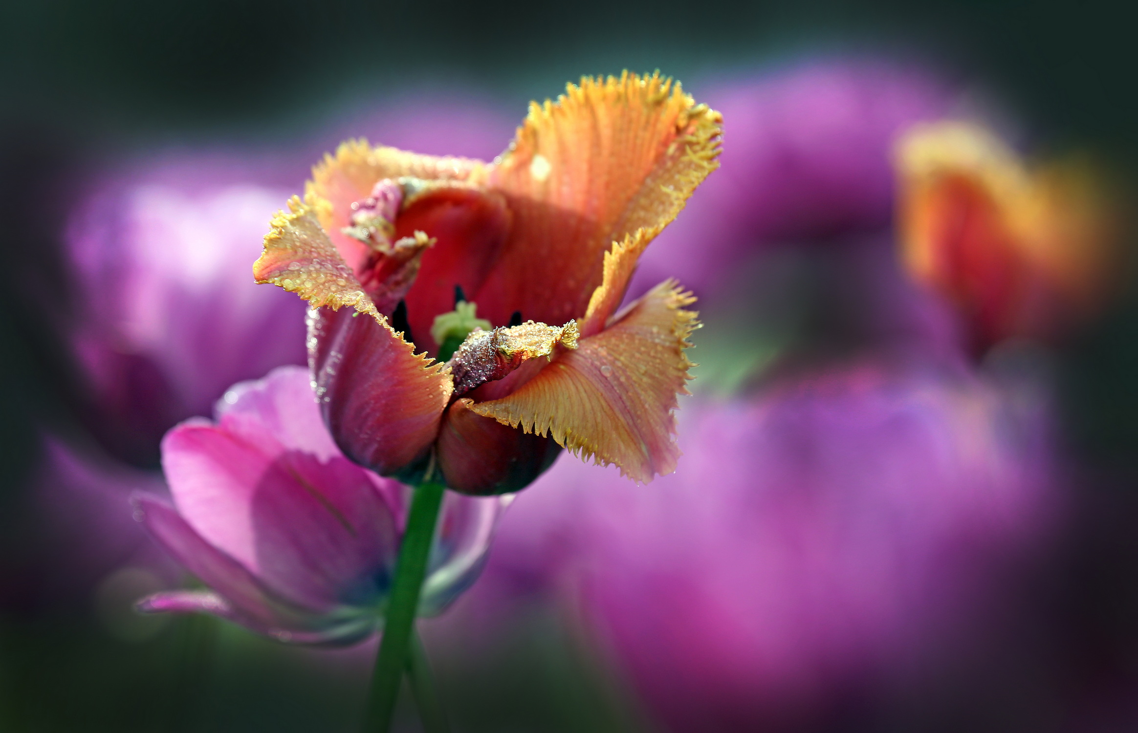 , Бибичков Михаил