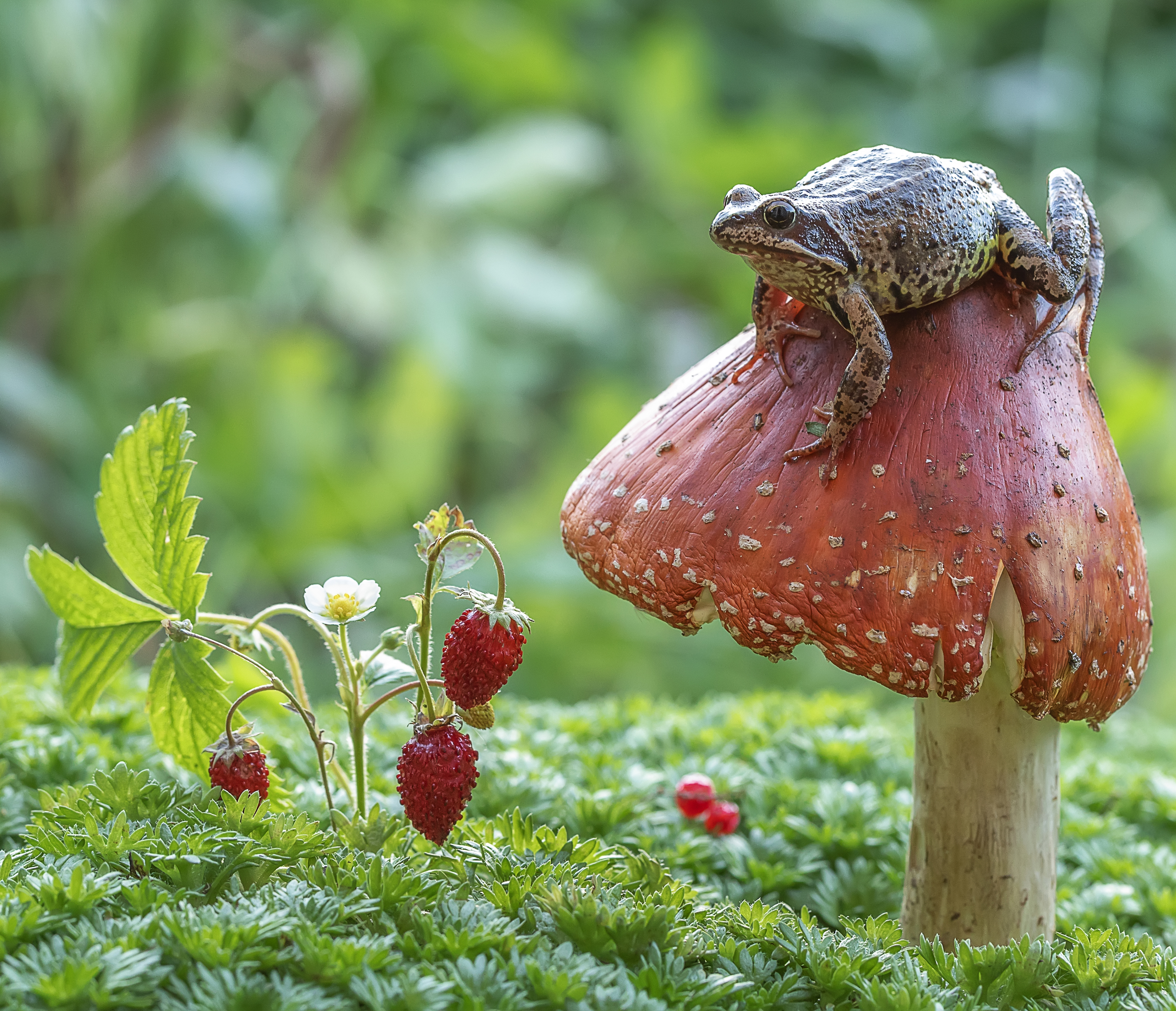 мухомор, лягушка, Татьяна Феденкова