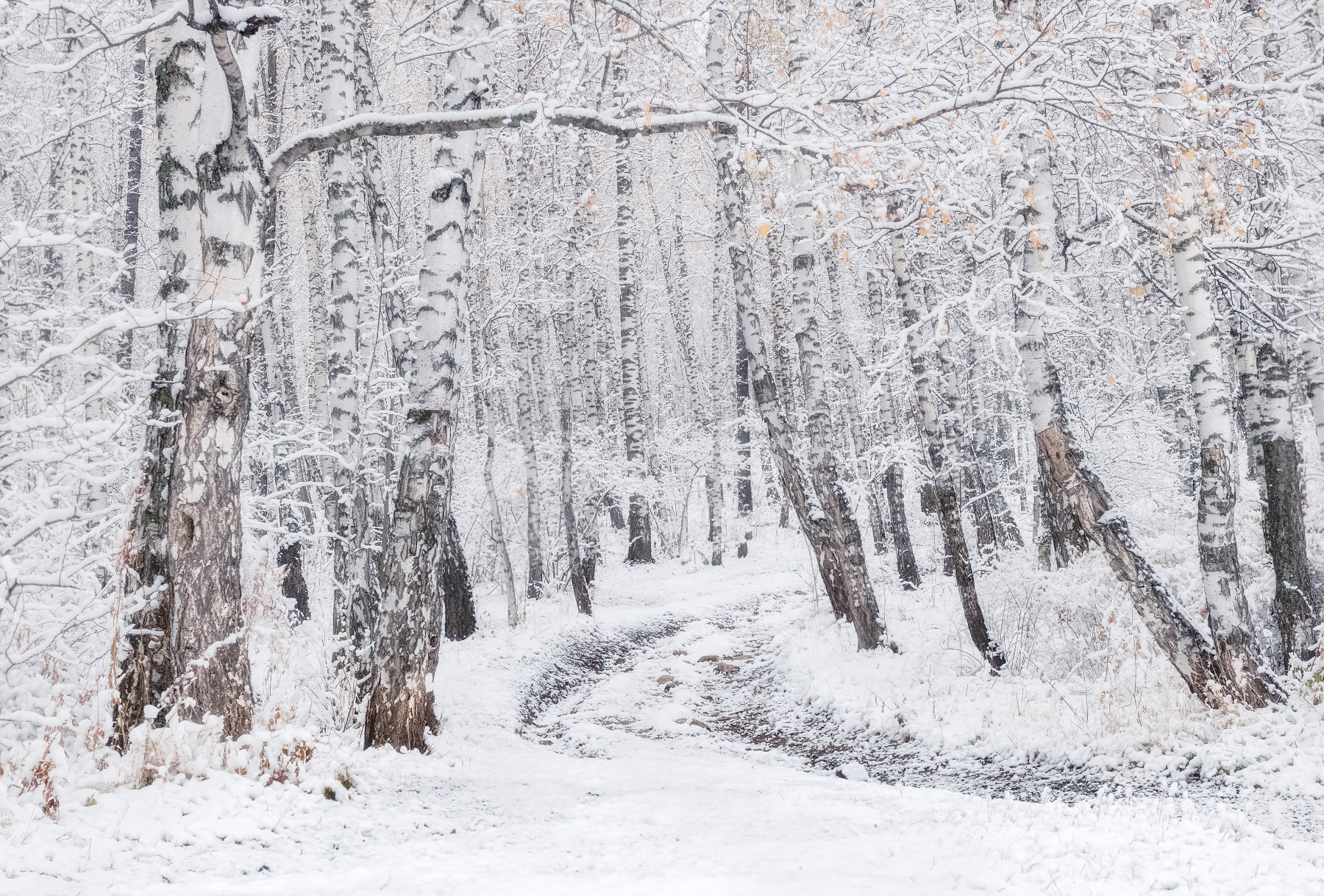 осень, торгашинский хребет, первый снег, березы, утро, Марина Фомина