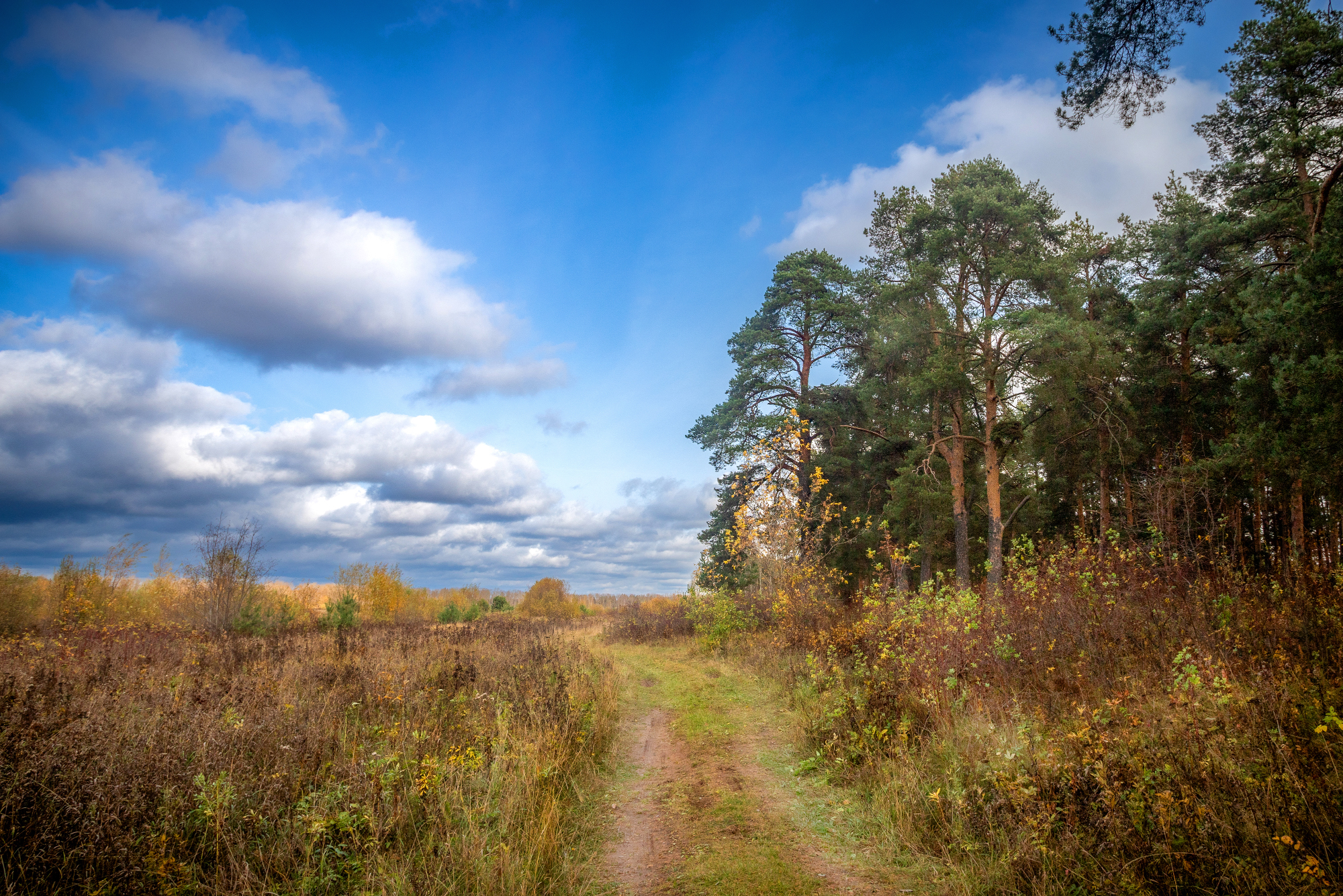 Киров, Вятка, осень, парк, лес, солнце, дорога, поле, сосна, деревья, небо, облака, картина, Панагушин Сергей