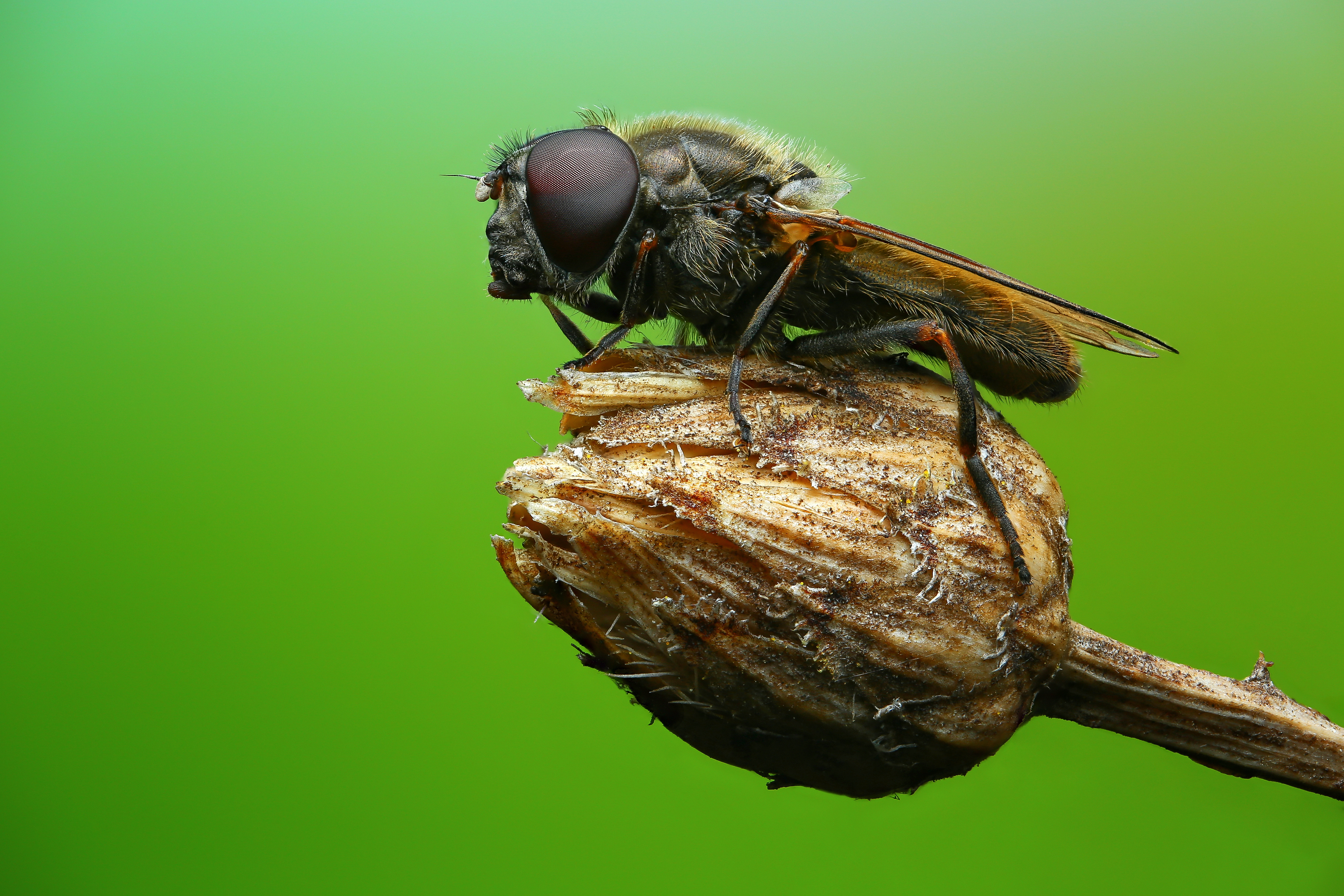 макро, природа, животное, растение, цвет, фото, зеленый, муха, трава, Шаповалов Андрей