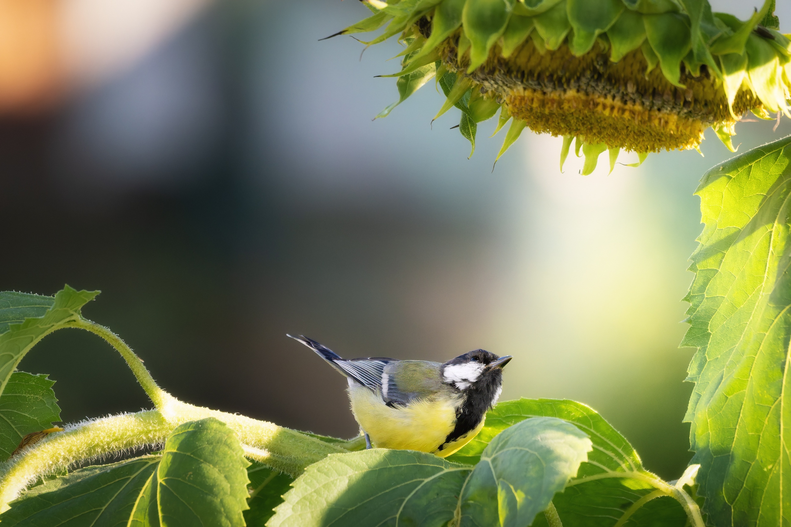 , Мозжухин Максим