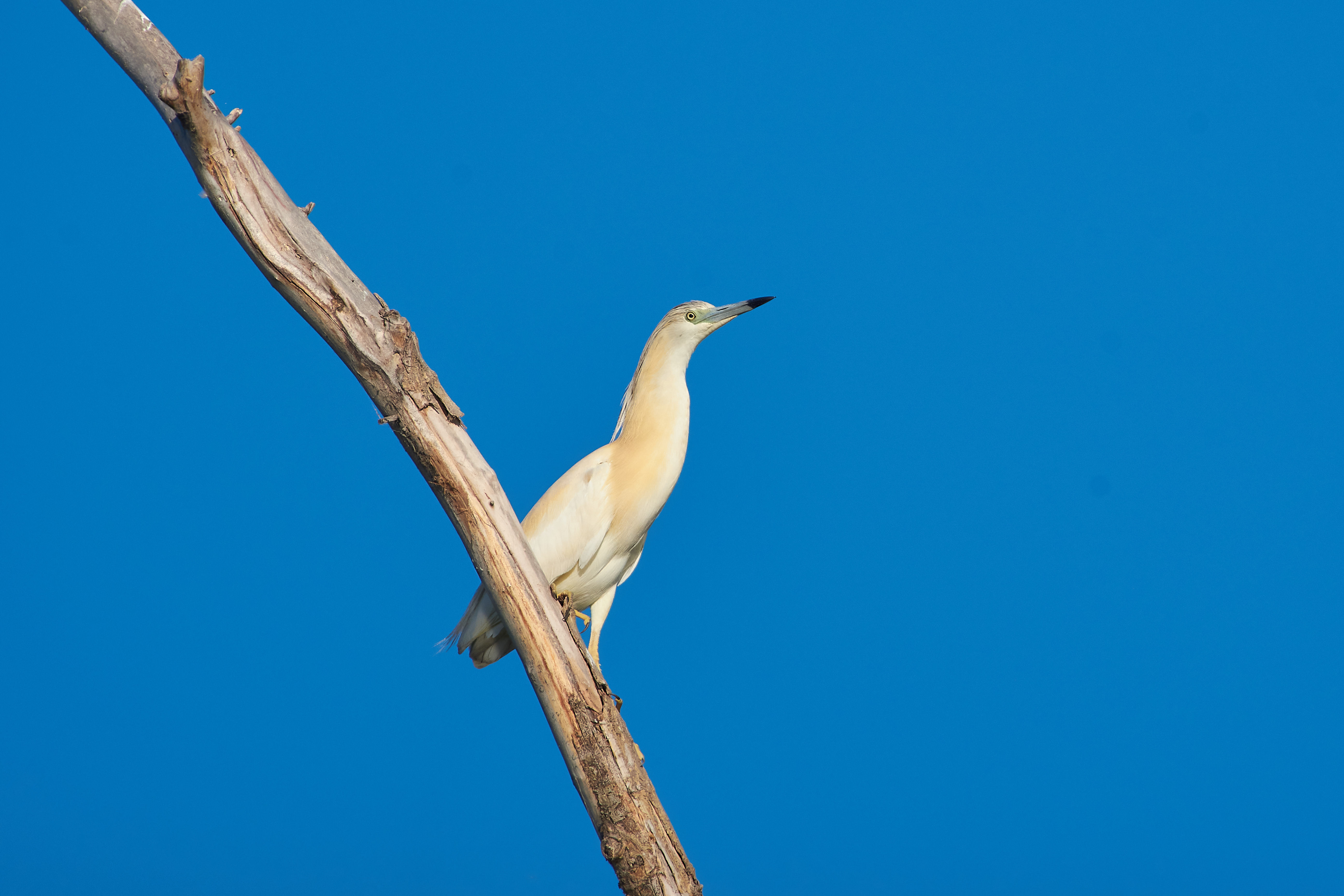 желтая цапля, Ardeola ralloides,, Павел Сторчилов