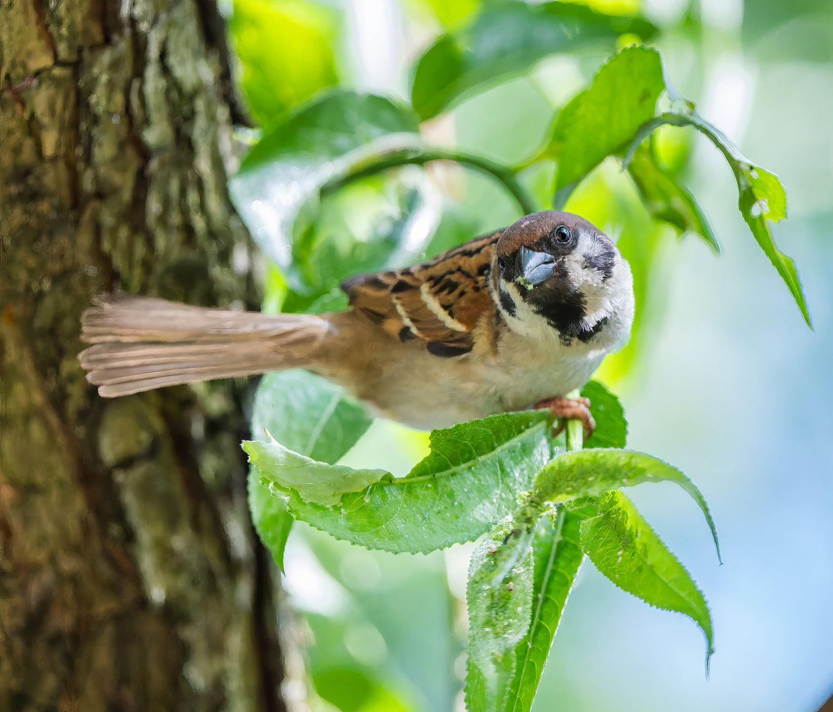 , Дэм Константин