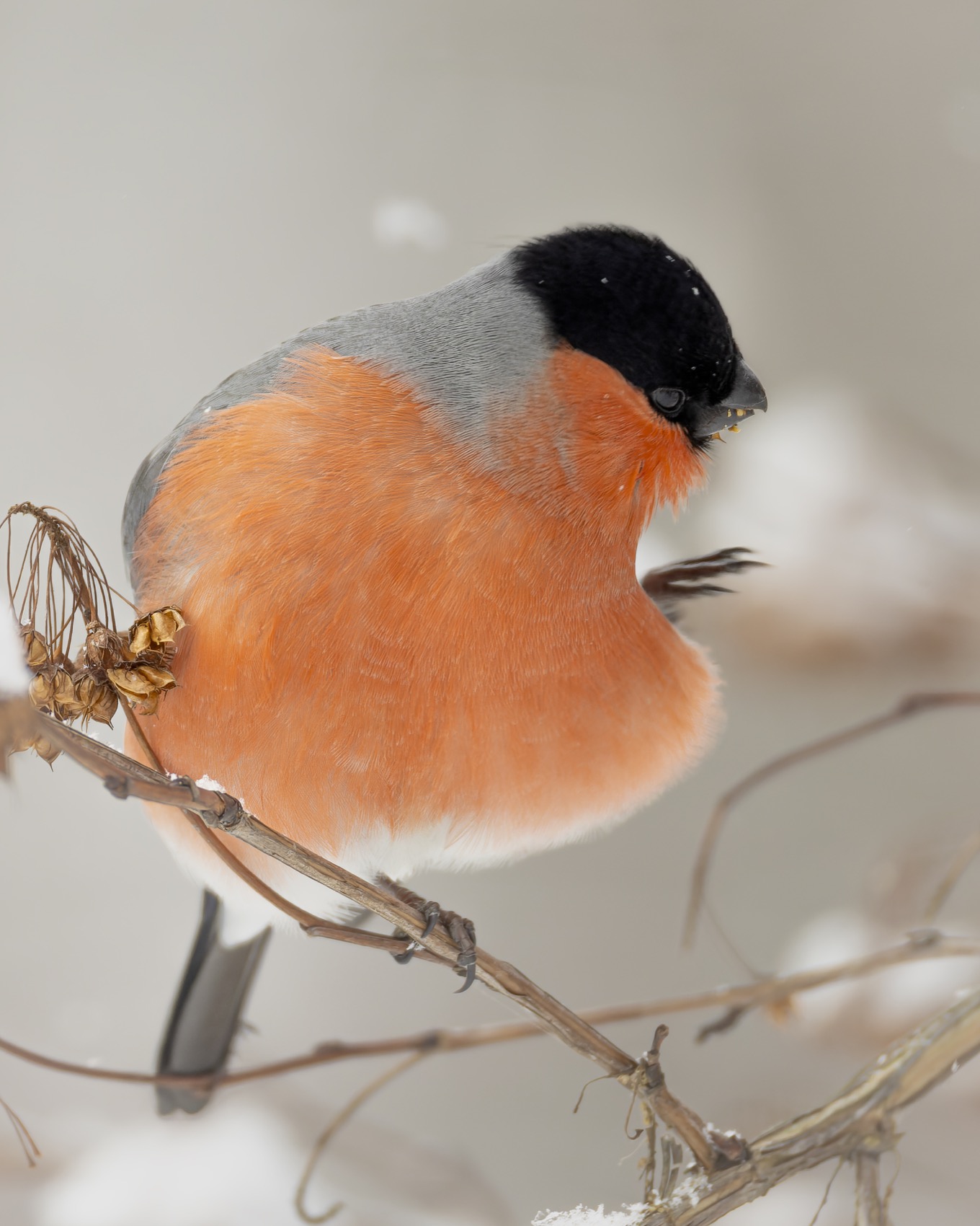 снегирь, птицы, зима, пузыреплодник, Ruslan Pl