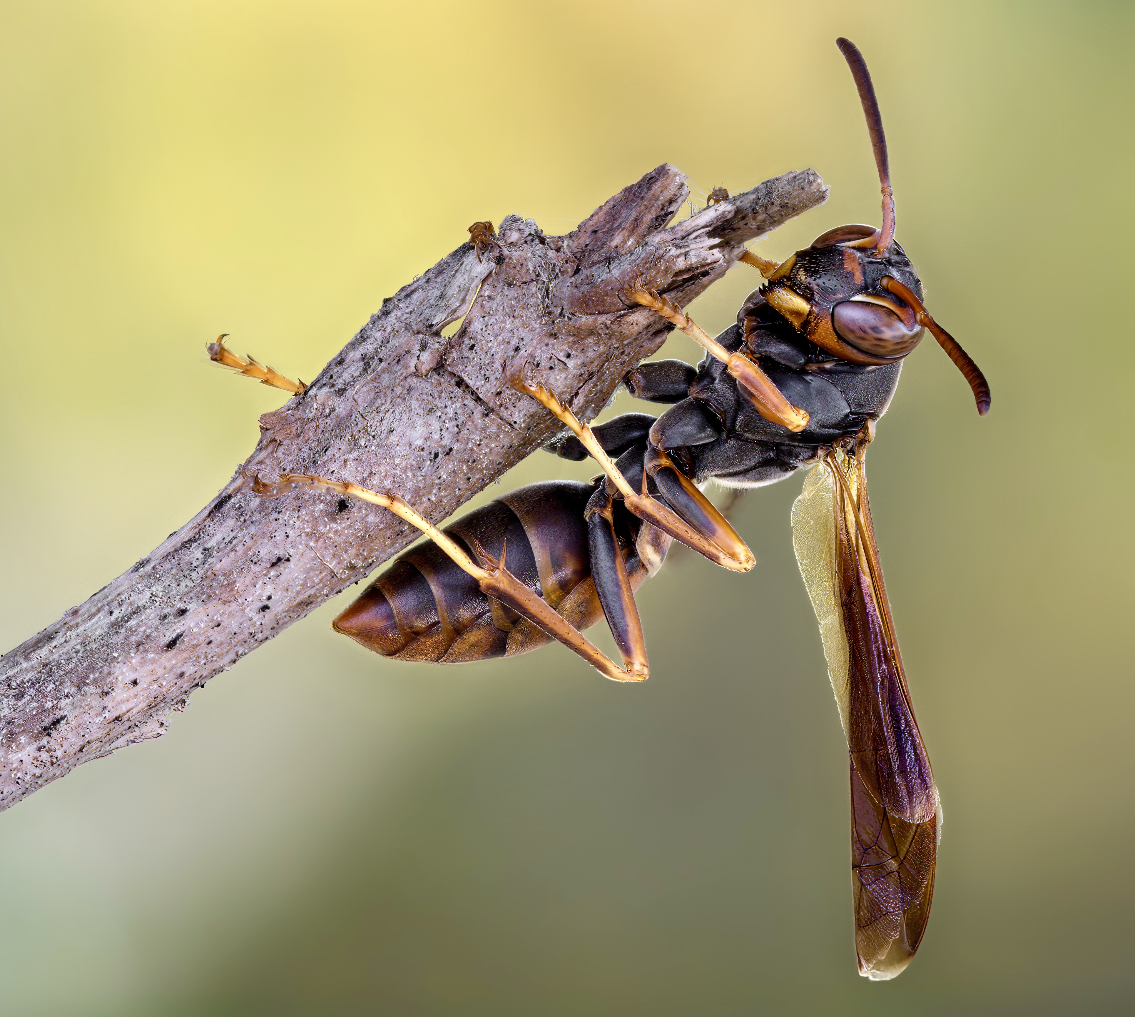 wasp, insect, macro, nature, wild, insects, bee,, Atul Saluja
