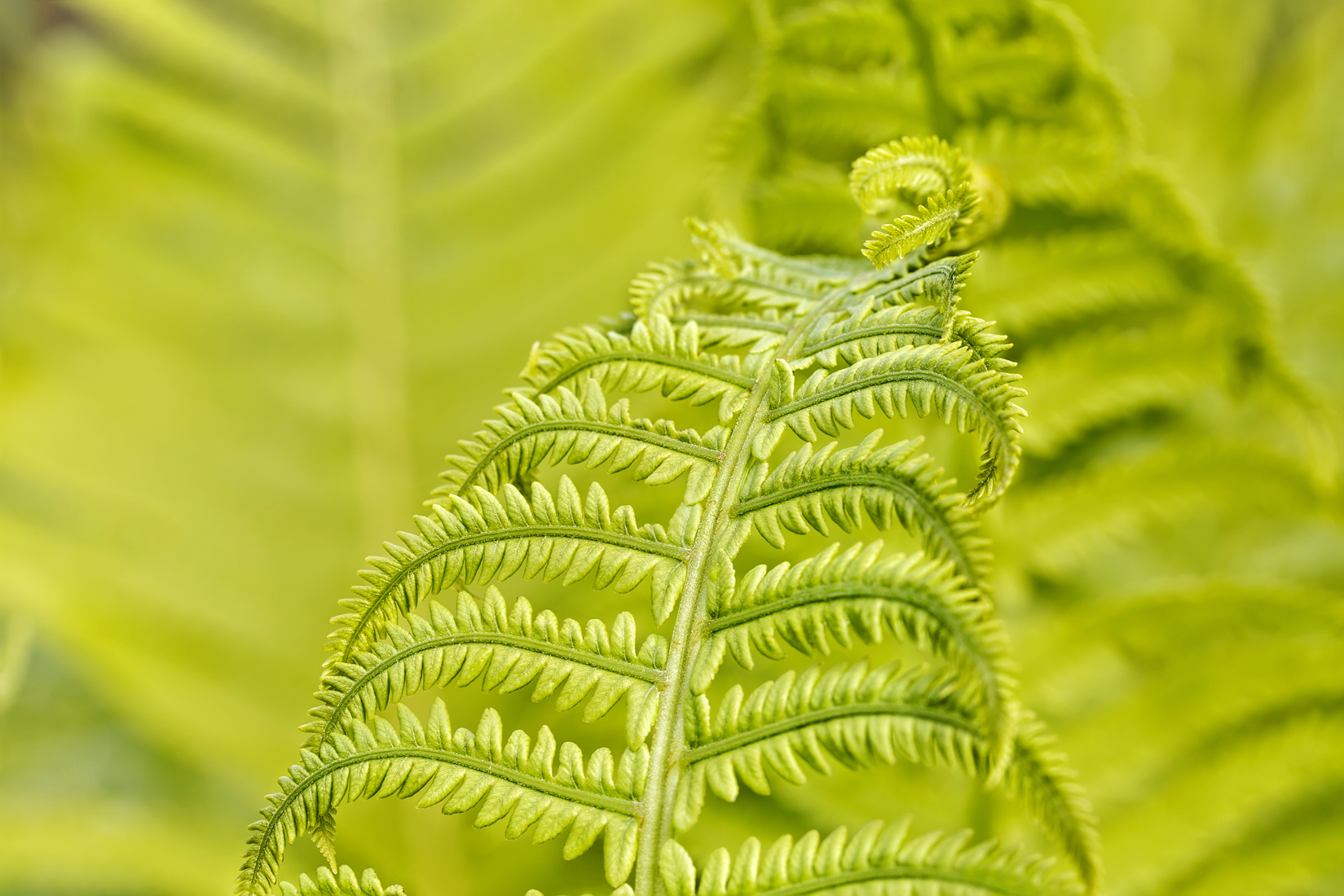 , Шурчков Юрий