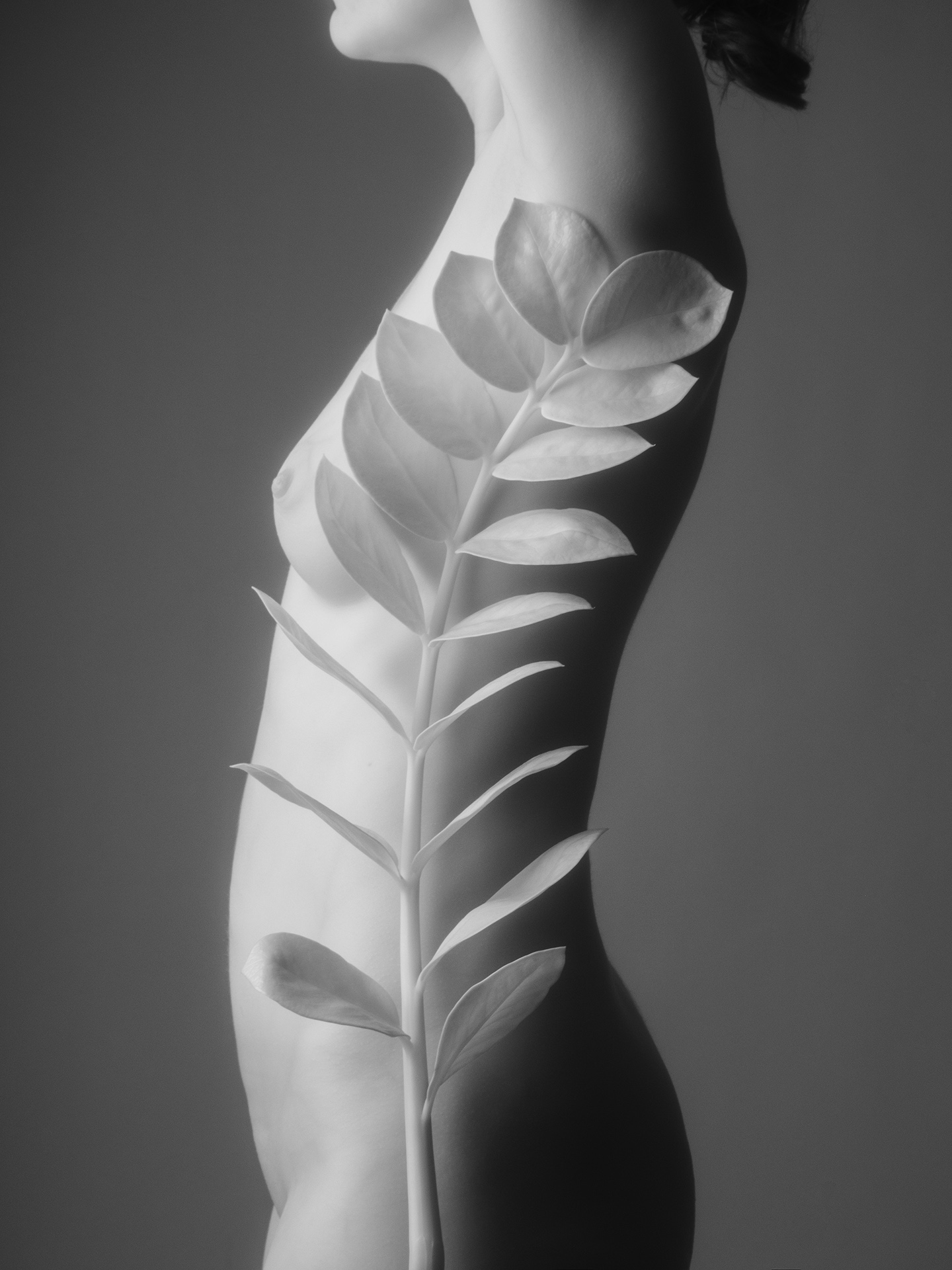 ню, ботаника, nude botanica, zamioculcas, замиокулькас, Иван Куликов