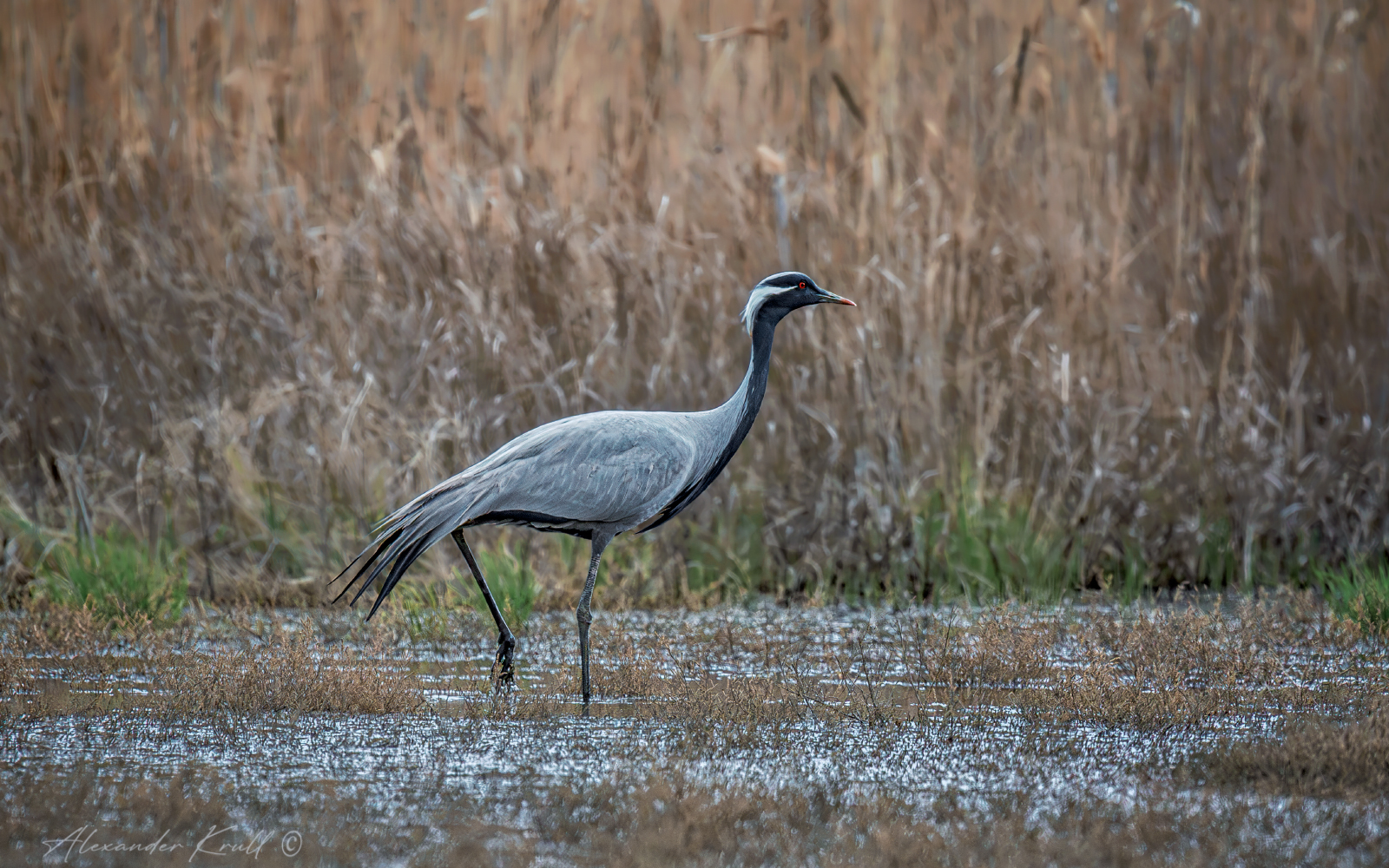 журавль, журавль-красавка, grus virgo, Круль Александр