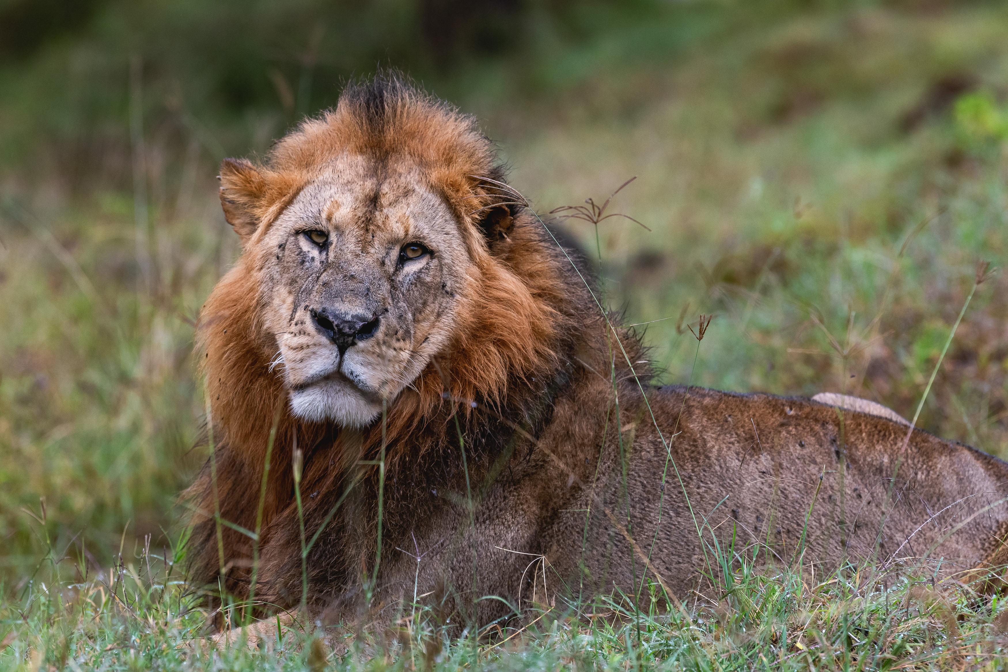 Лев, Африка, Озеро Накуру, Накуру, Кения, Сафари, Животные, Дикий животный мир, Wildlife, Africa, Lion, Дмитрий Николаев