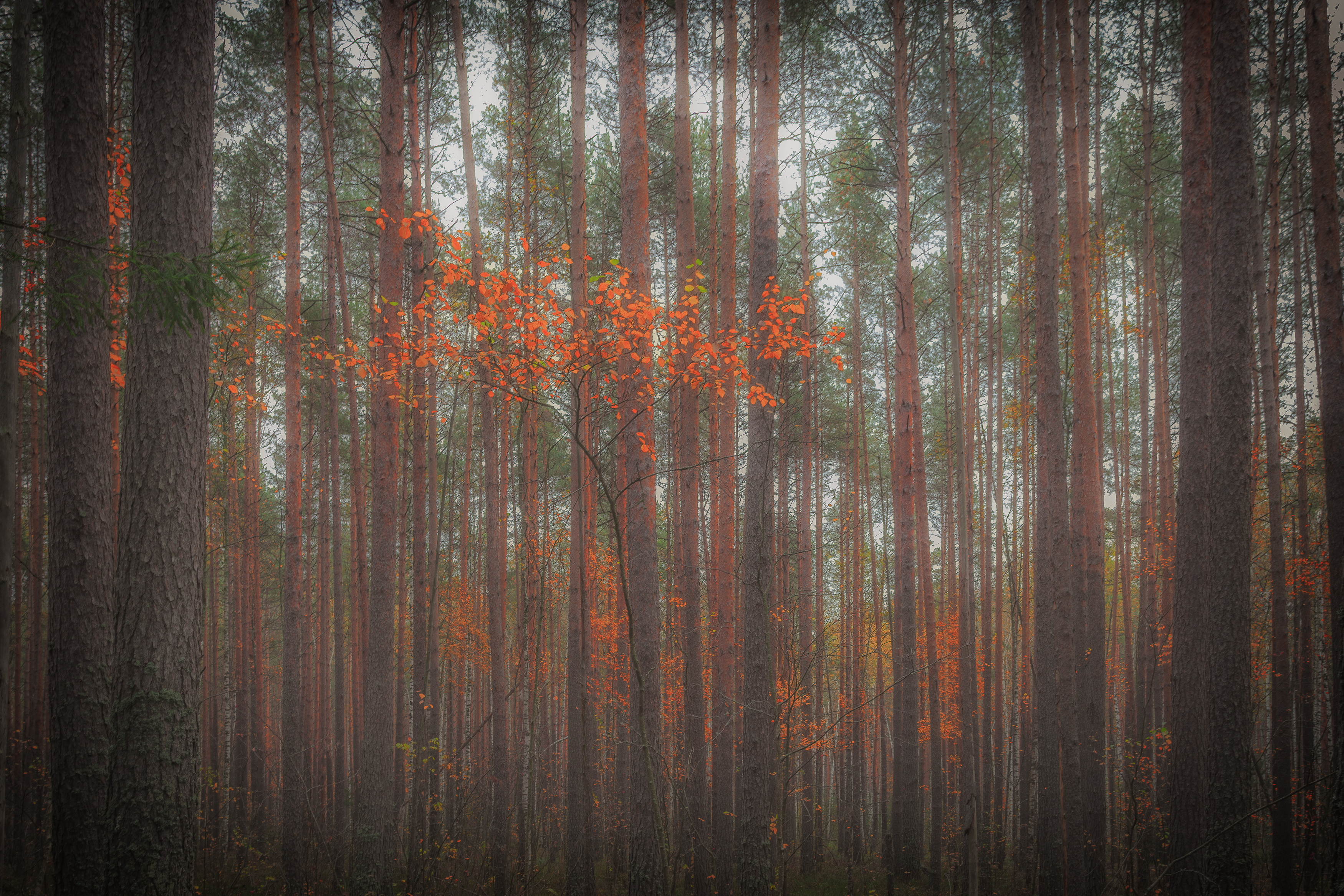 , Лаврентьев Александр