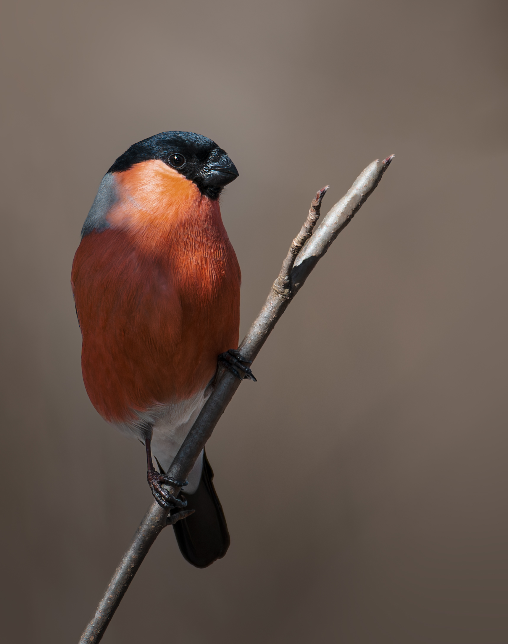 , Фото Александр