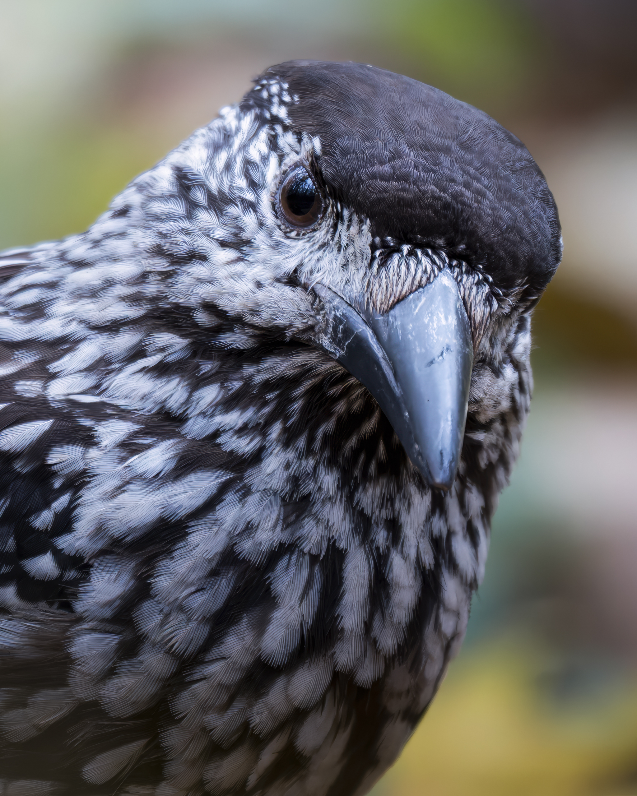 , Поляков Михаил