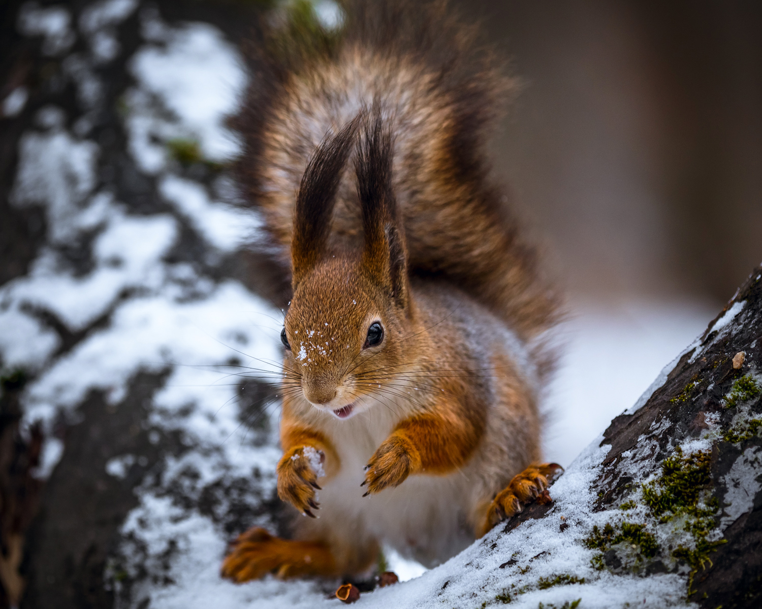 , Алексеев Сергей