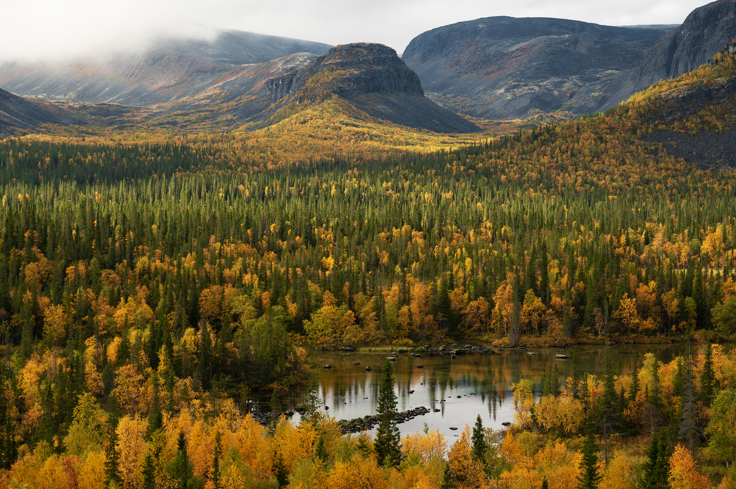 , Ян Сурогин