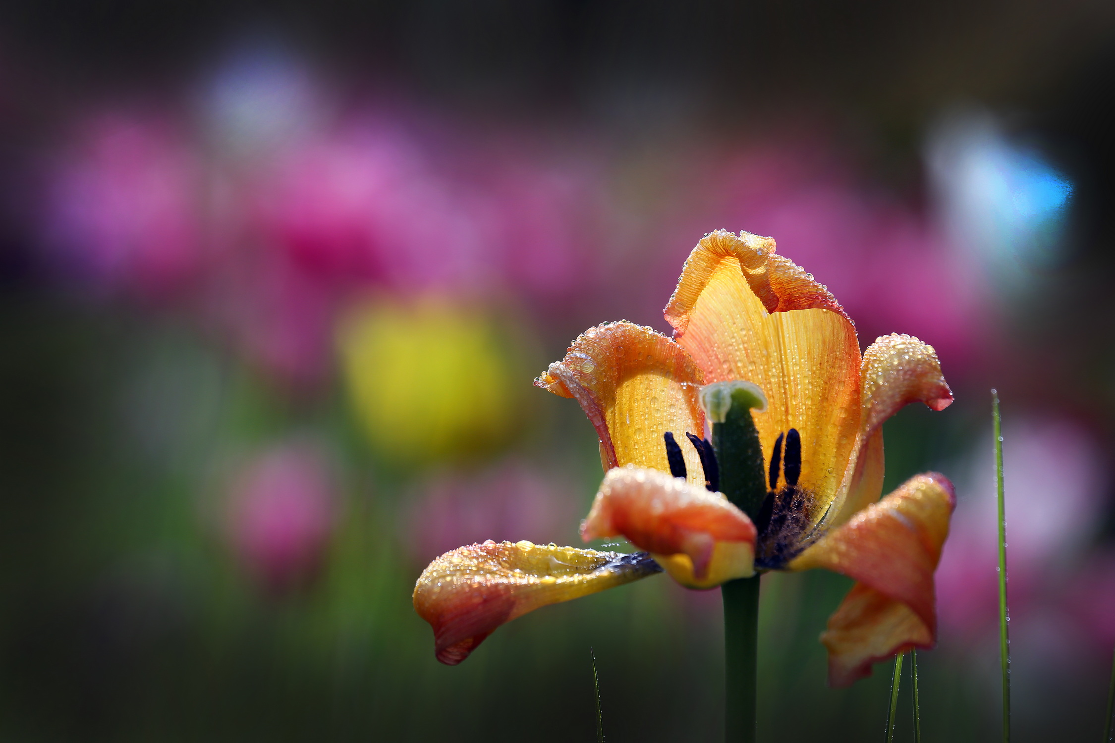 , Бибичков Михаил