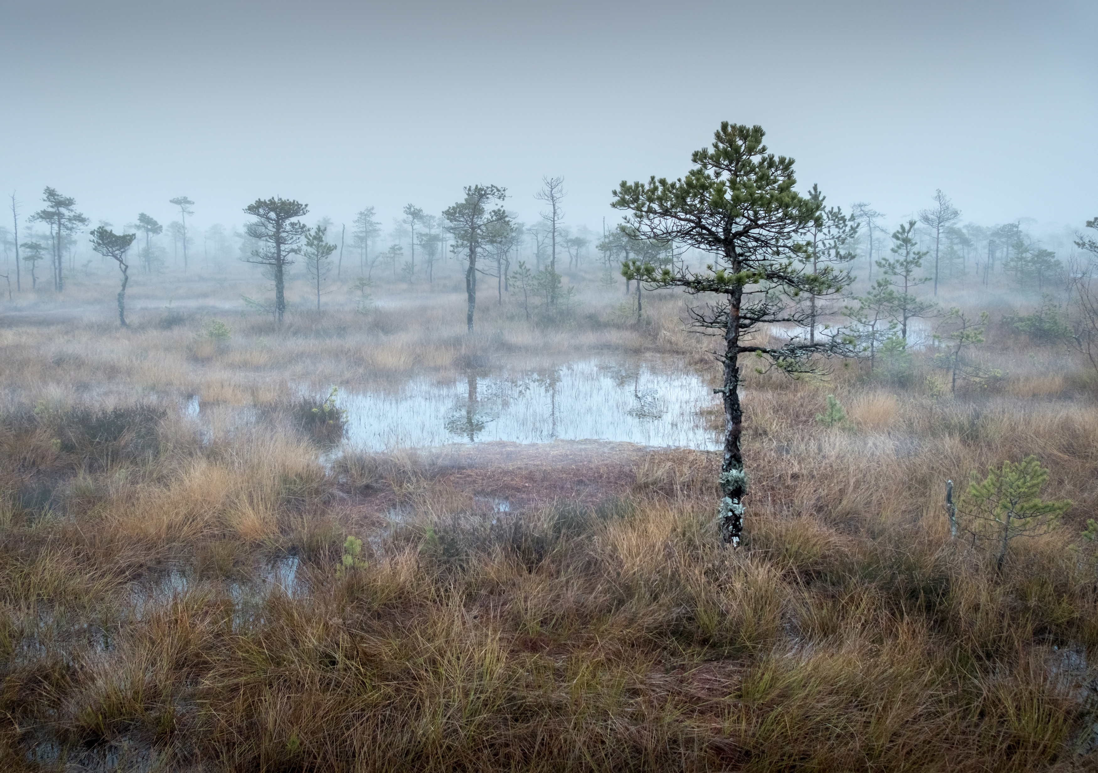 болото, болота, нд, живопись северных болот, ленинградская область, север, ленобласть, ленобласть нд, русский север, туман, туманы, туманы нд, Надежда Демкина