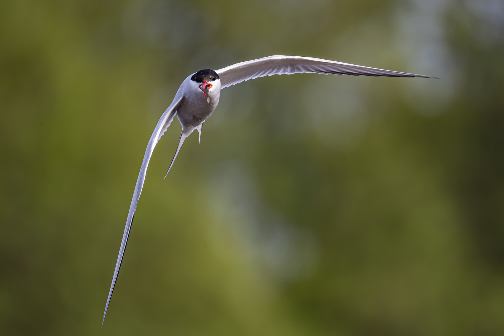 речная крачка, крачка, чайка, птицы, Ruslan Pl