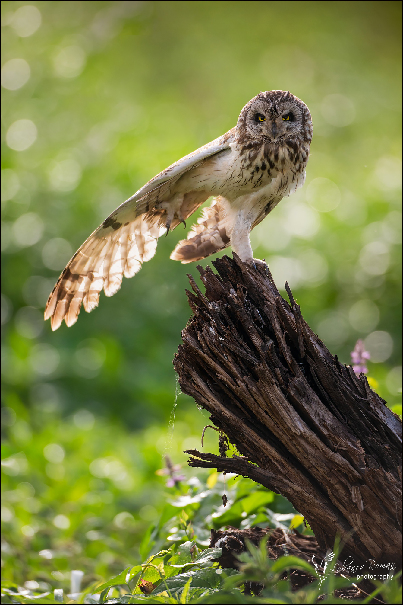 , Лобанов Роман