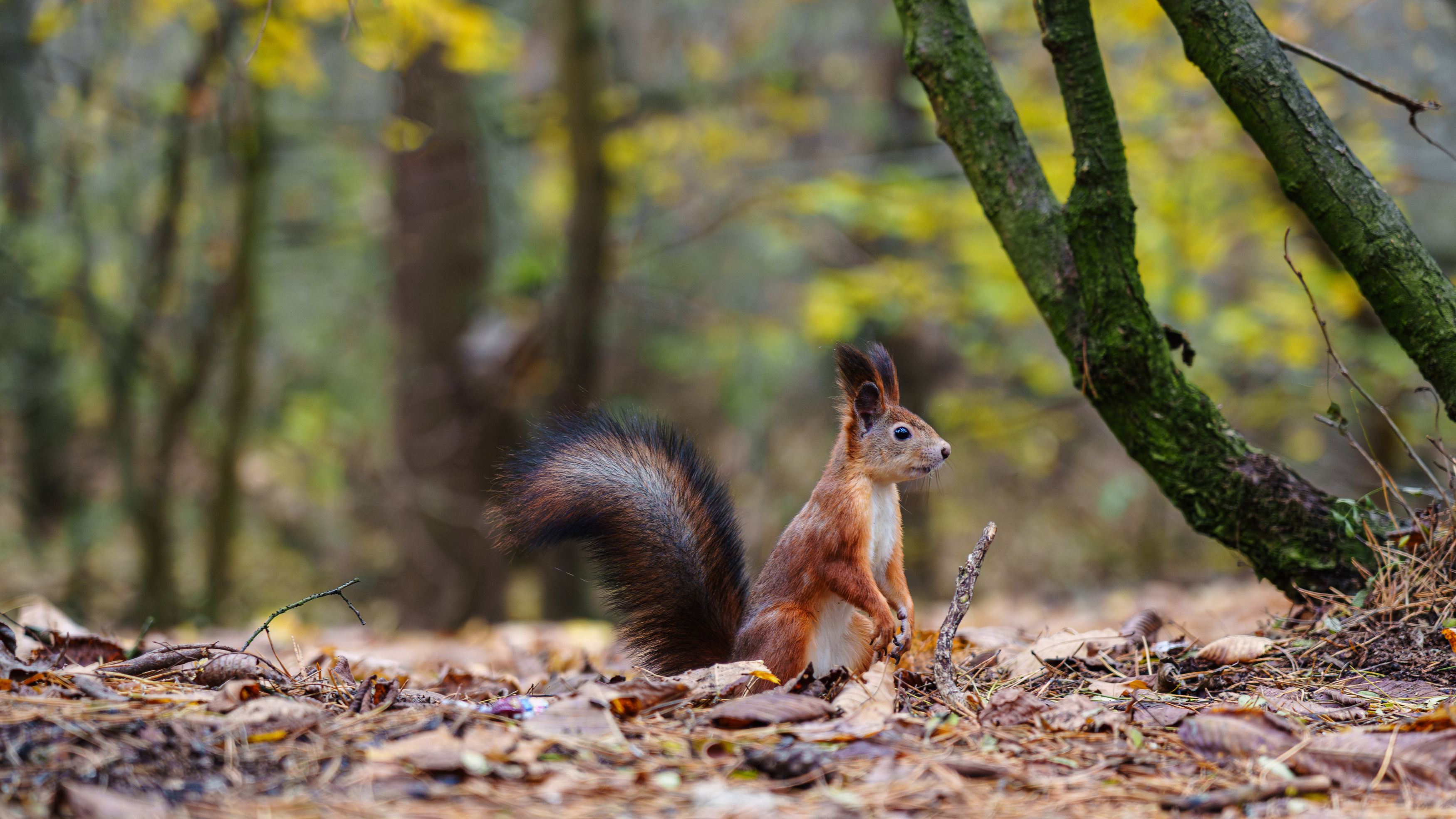 , Вертиков Юрий