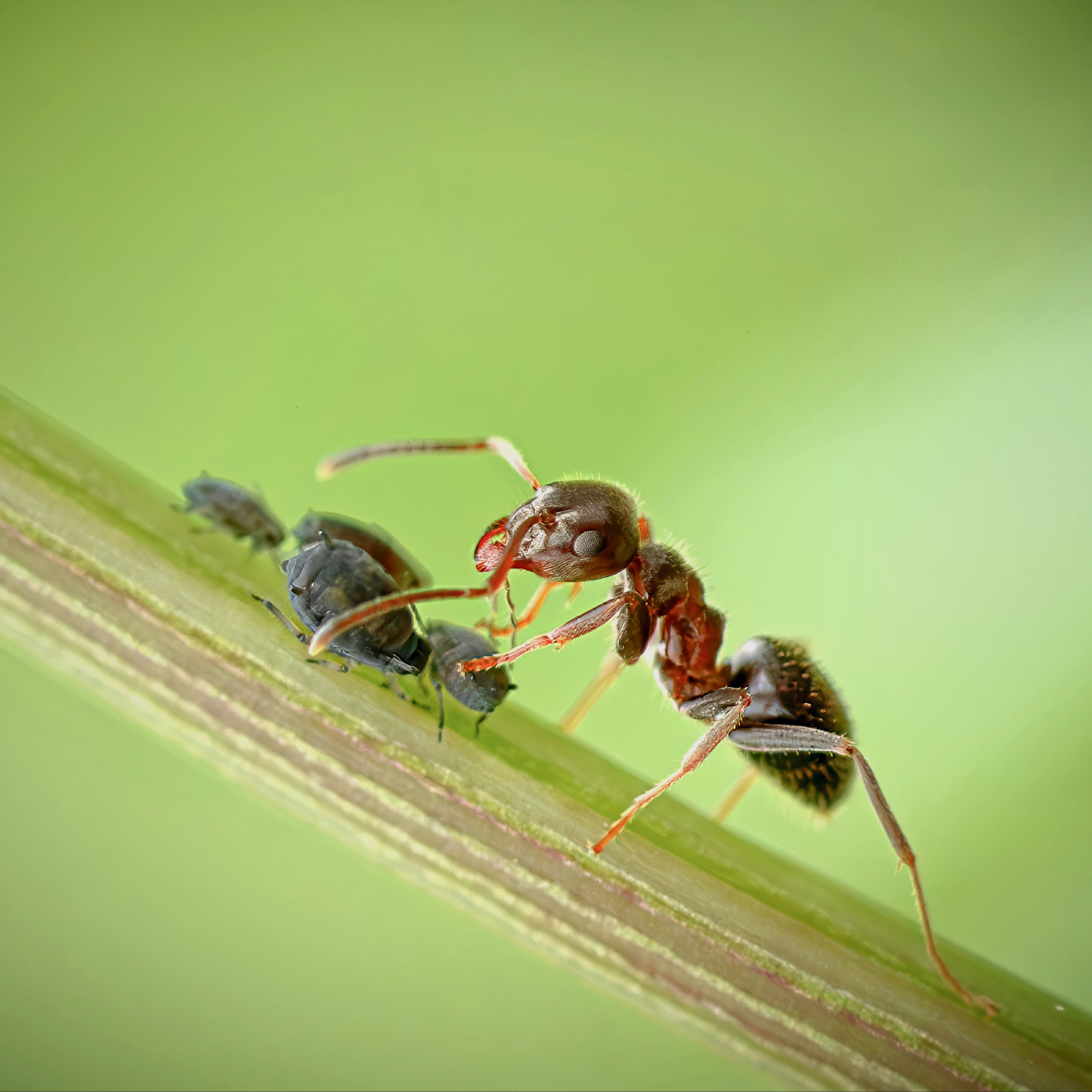 Лето Муравей макро, Ворожцова Марина