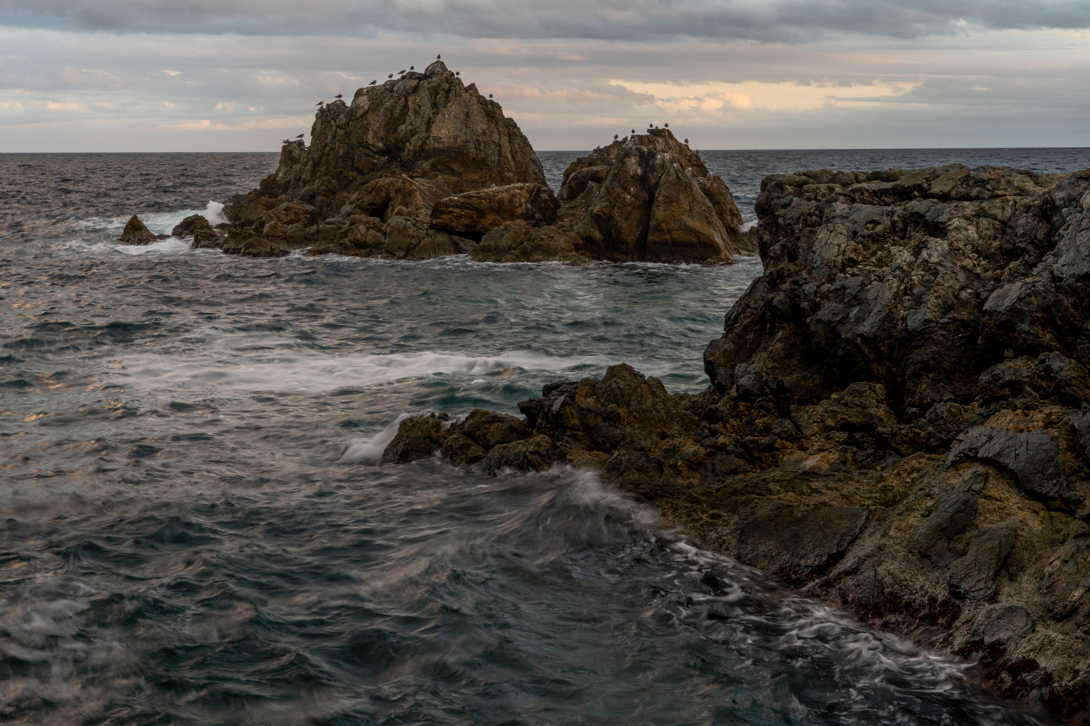 Россия, Приморский край, Японское море, полуостров Гамова, бухта Теляковского, чайки, Приморье, , Гаврилов Юрий