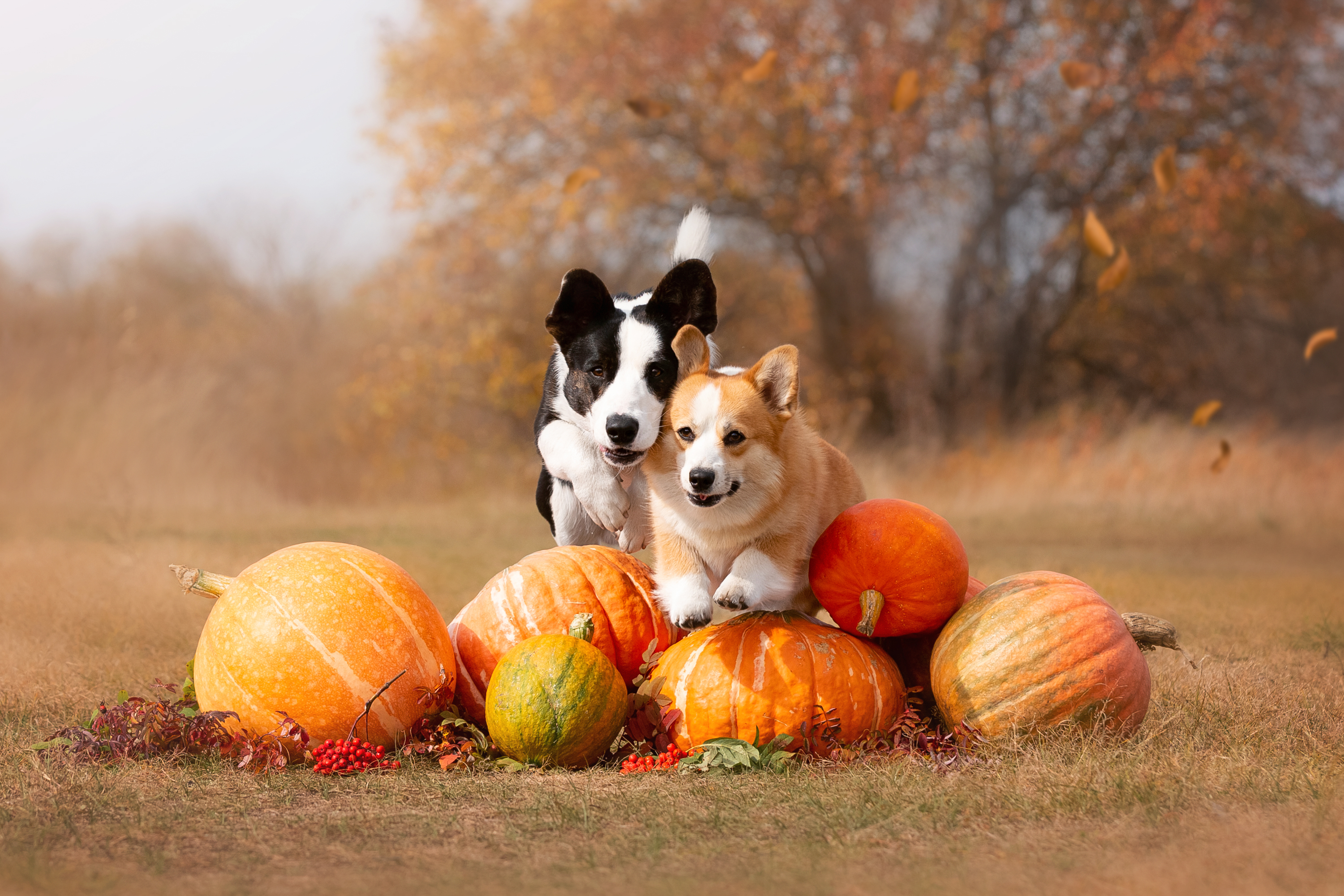 , Наталья Степанова