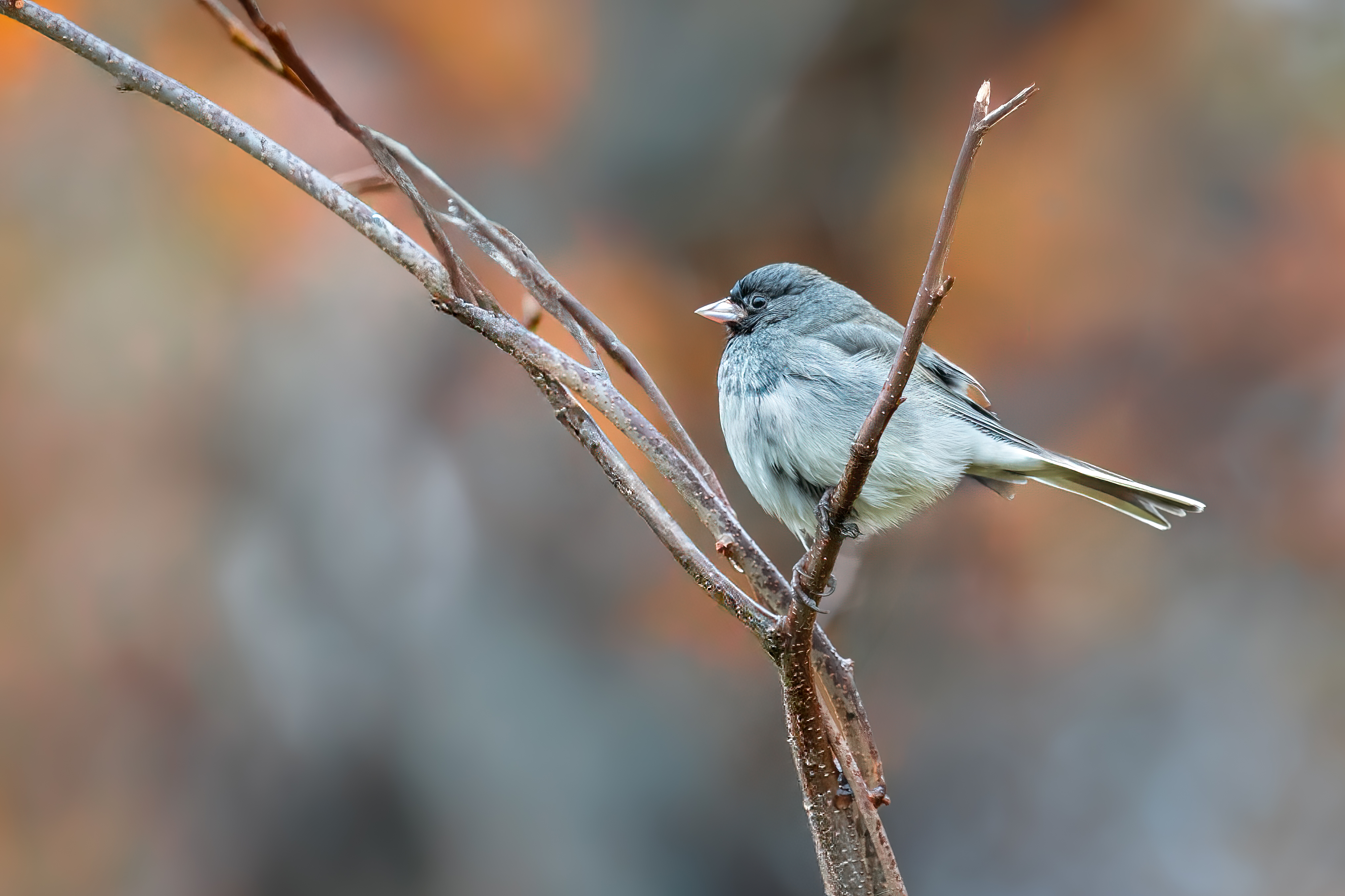 bird, junco, black eyed junco, autumn, fall, nature, Atul Saluja
