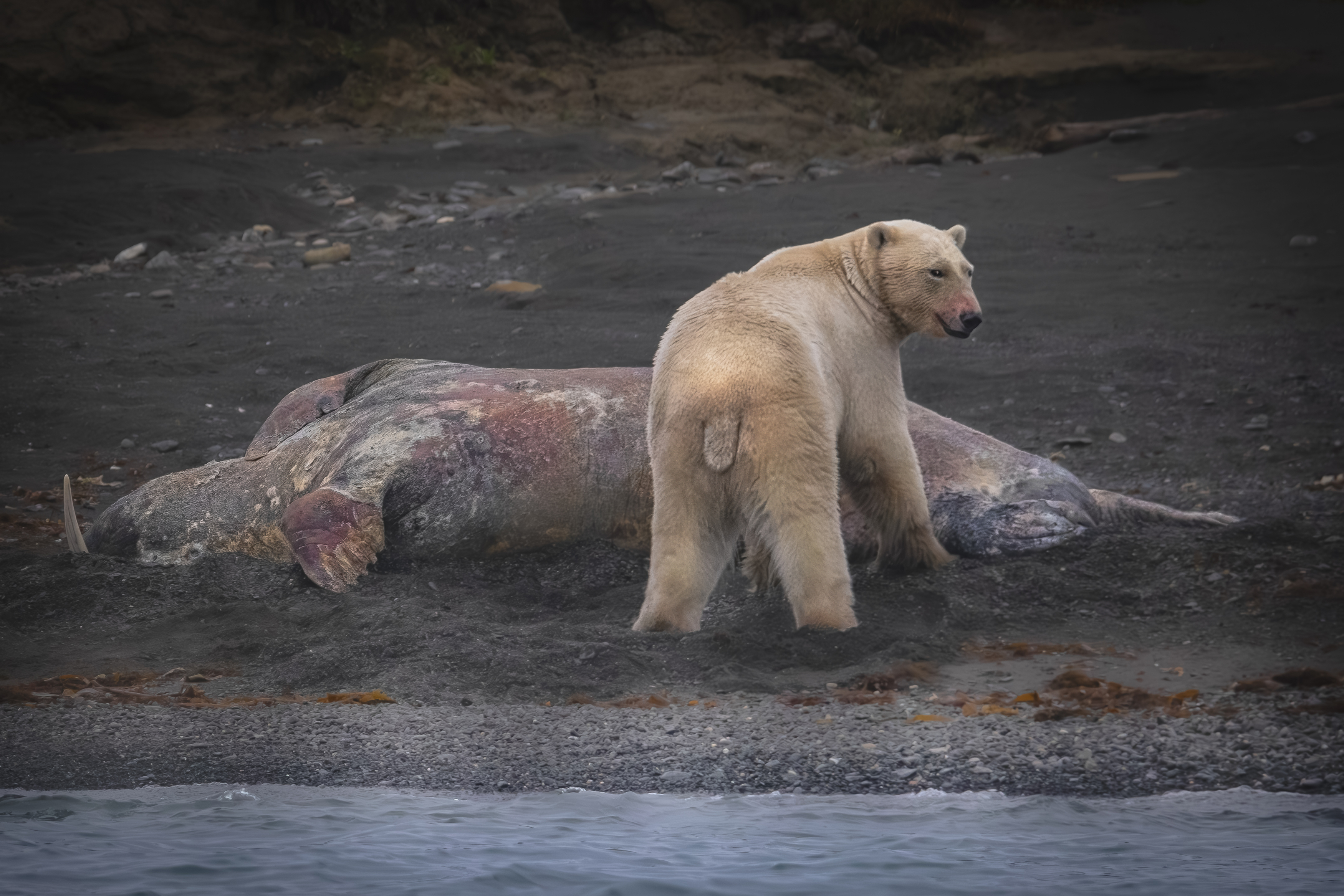 , Лаврентьев Александр