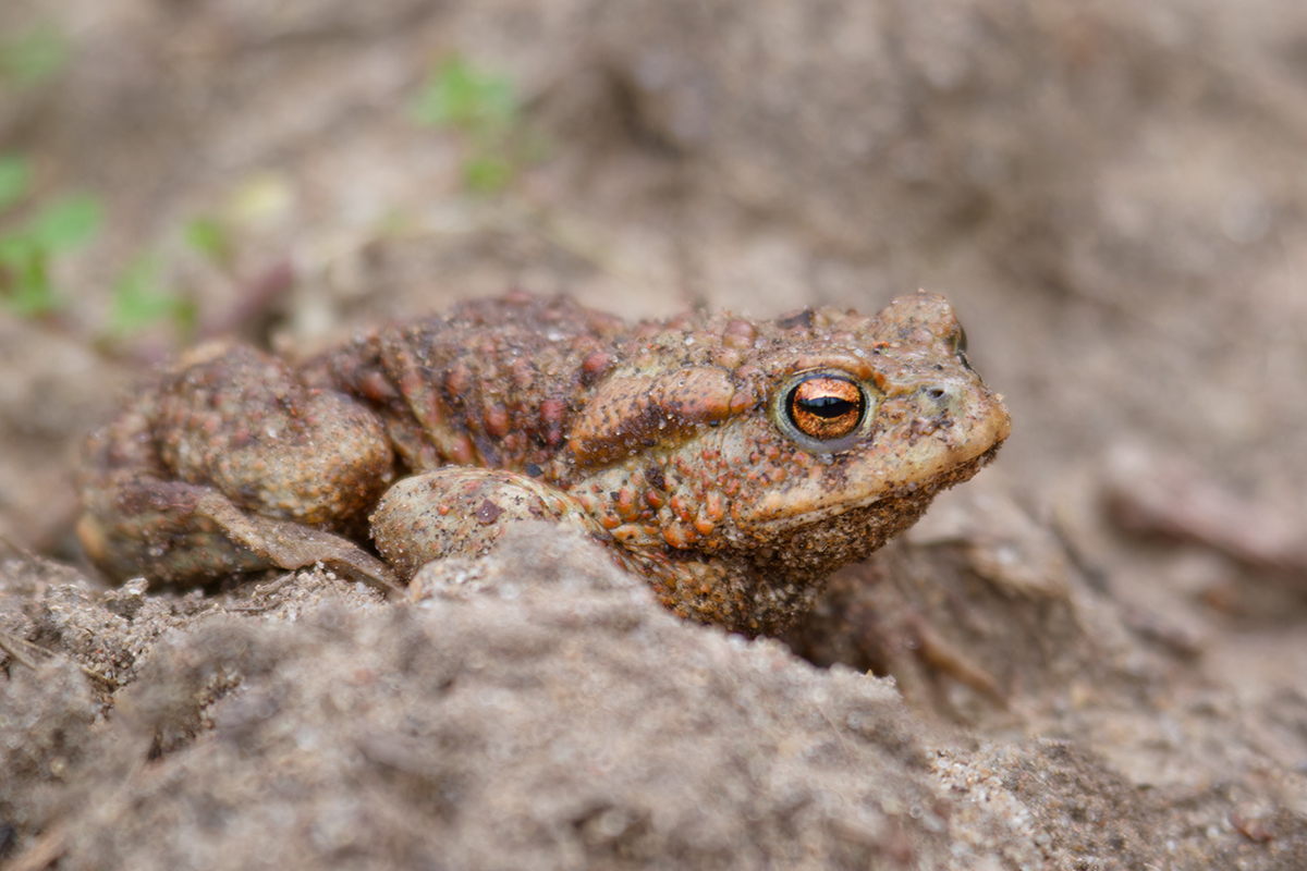 жаба, frog, Хилько Марина