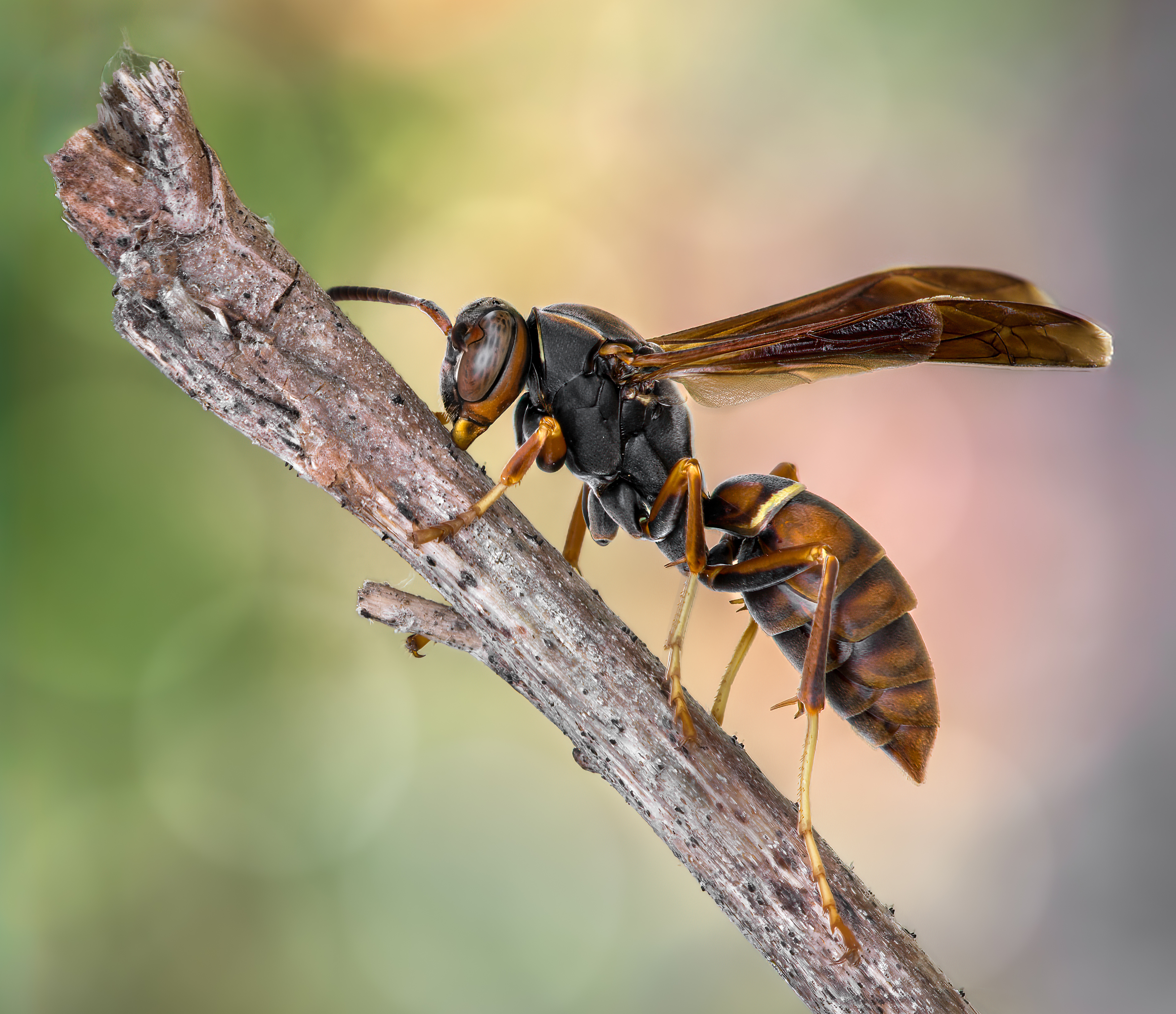 wasp, insect, macro, nature, wild, insects, bee,, Atul Saluja