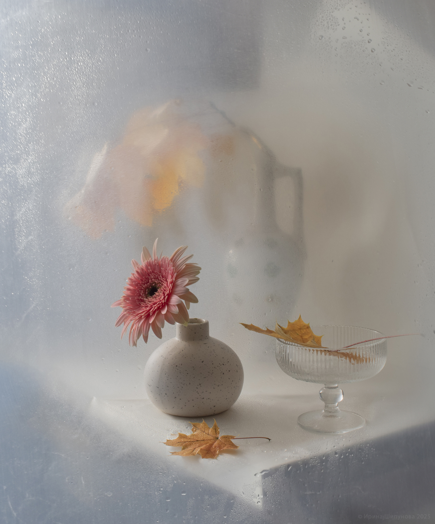 , Шипунова Ирина