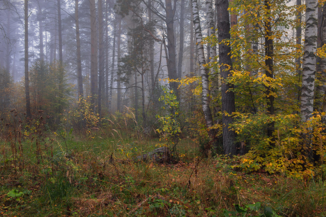 сентябрь утро туман лес серково, Алексеев Дмитрий