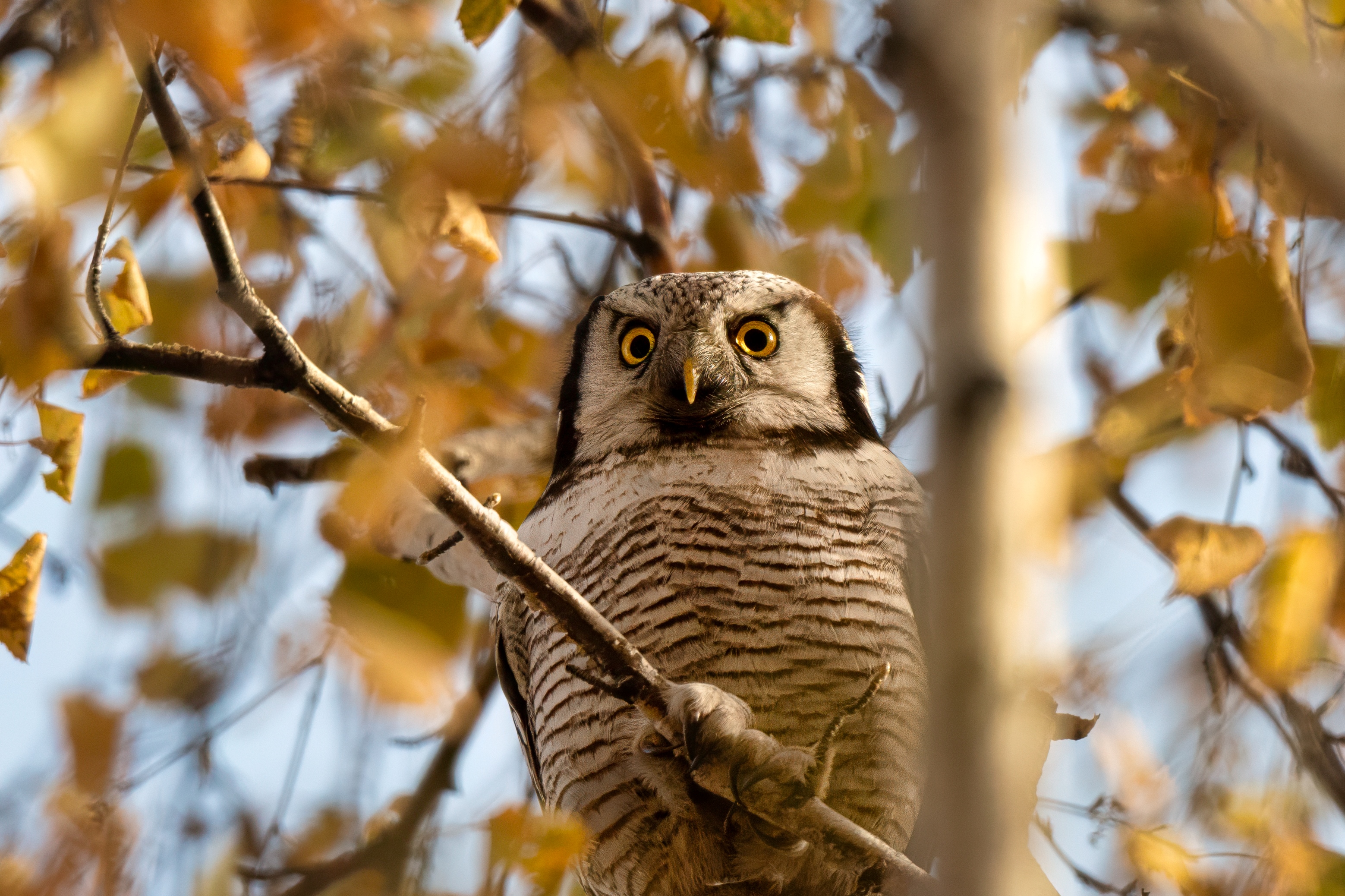 , Большаков Алексей