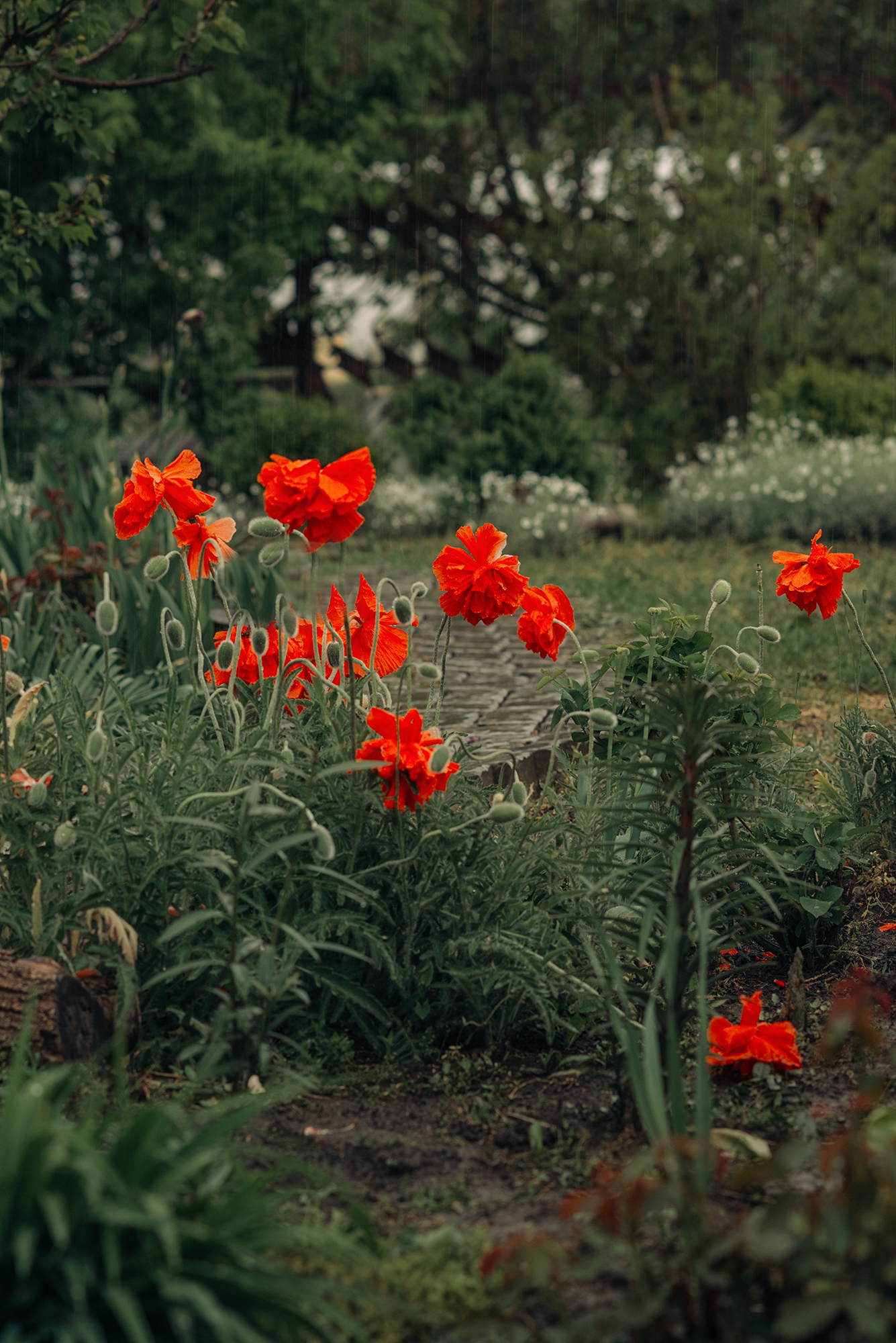 Маки дождь,  Мария